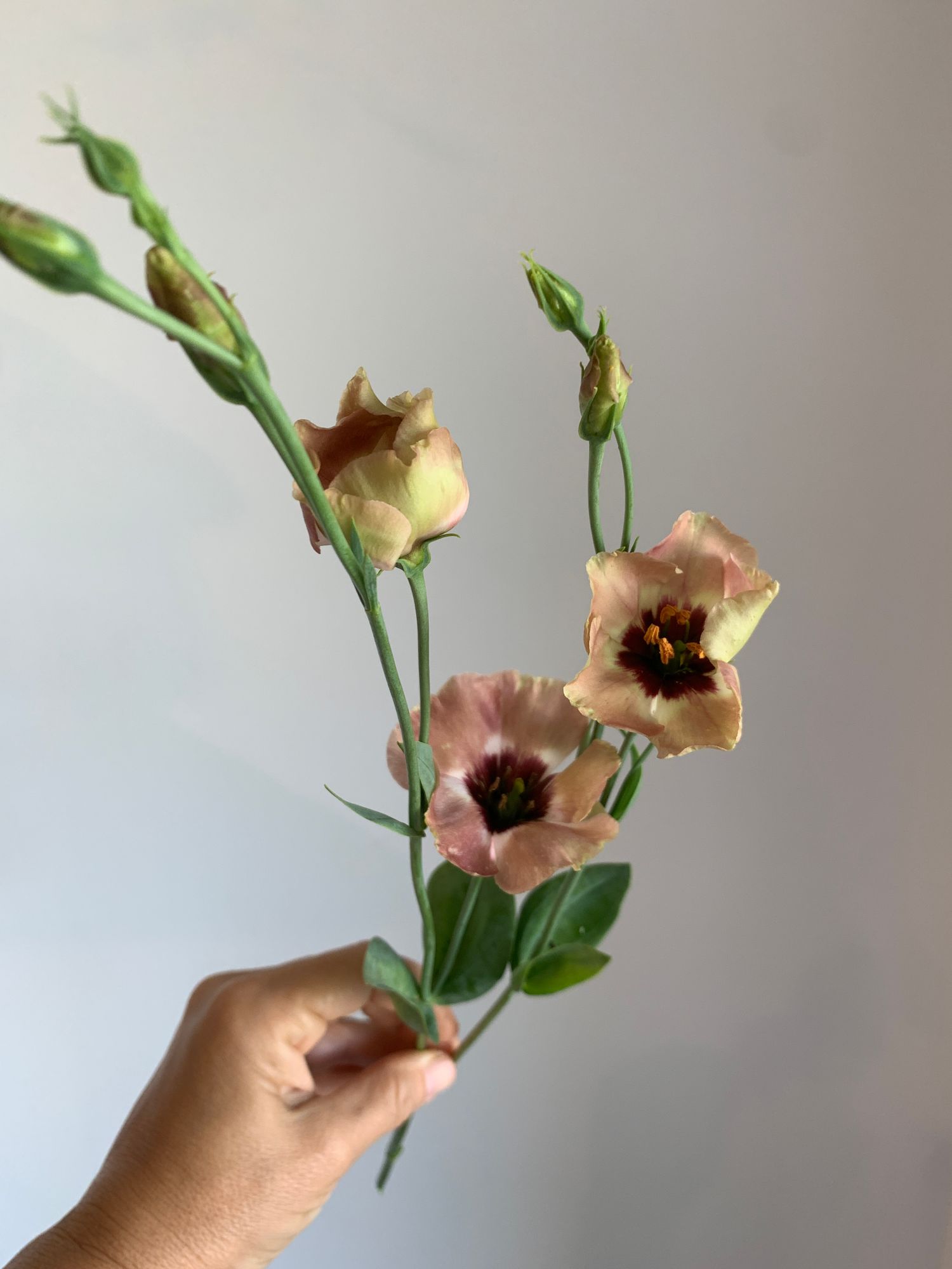 EUSTOMA grandiflorum Pucchino Choco
