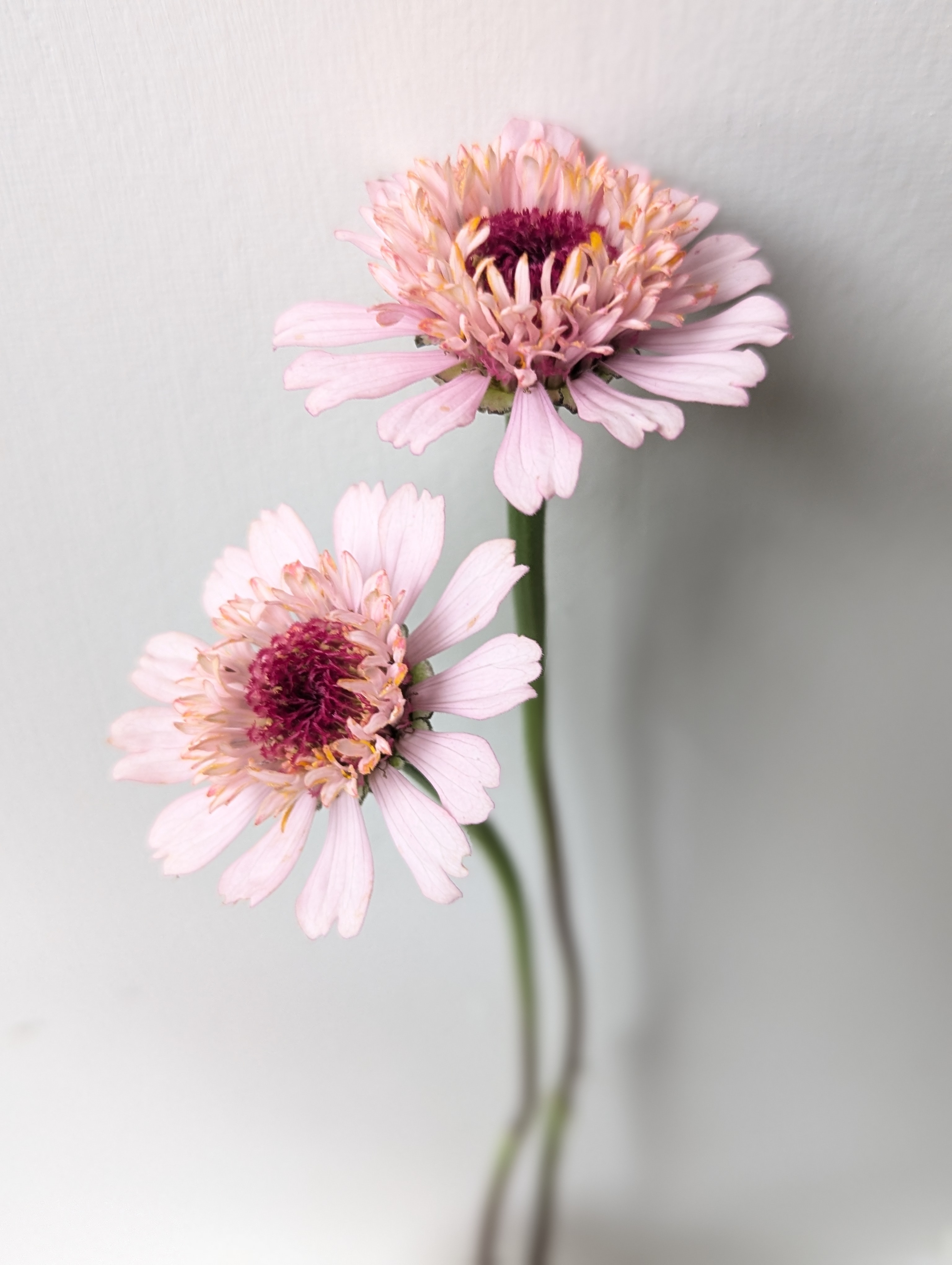 ZINNIA elegans Zinderella Lilac
