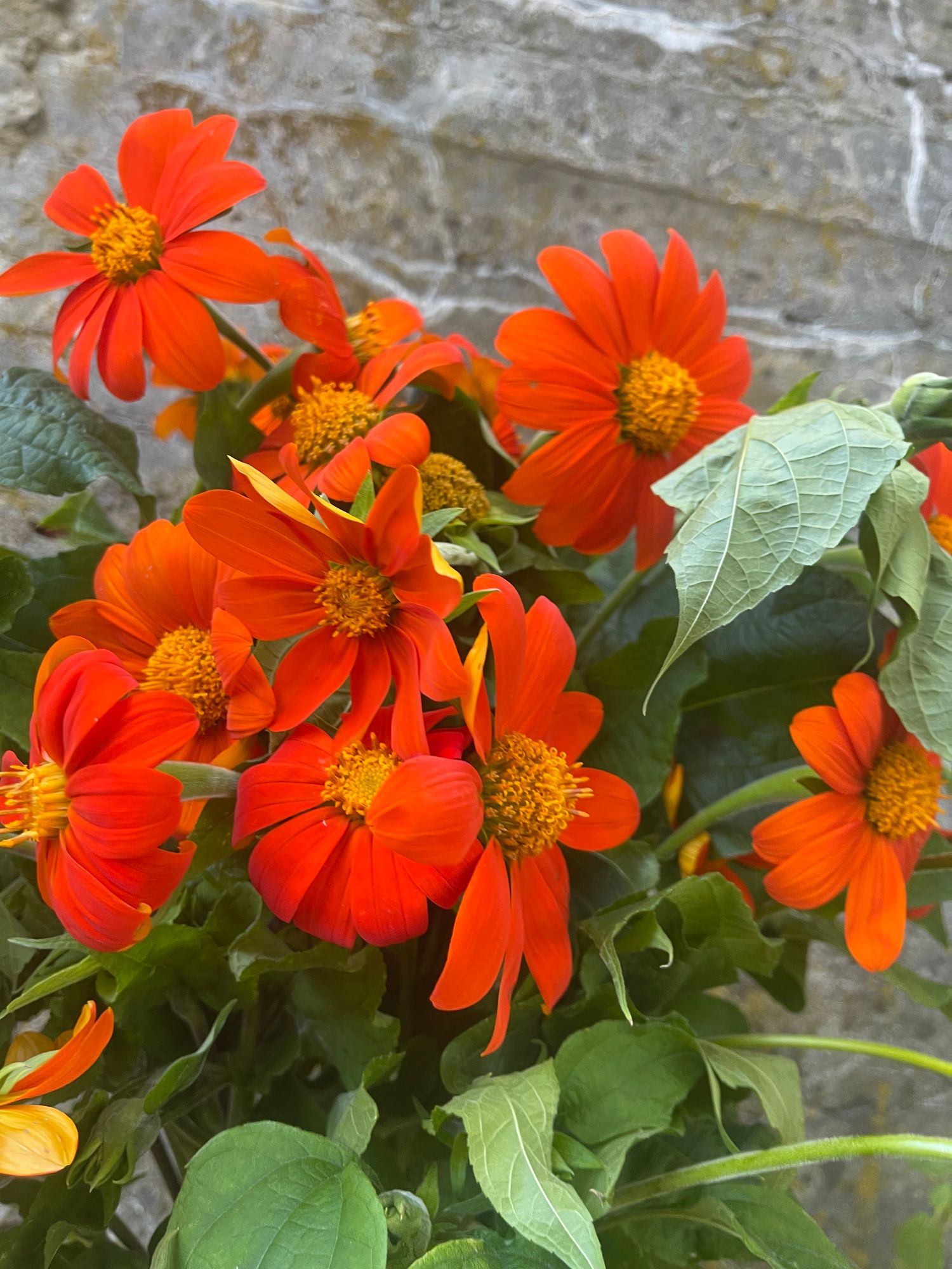 TITHONIA rotundifolia
