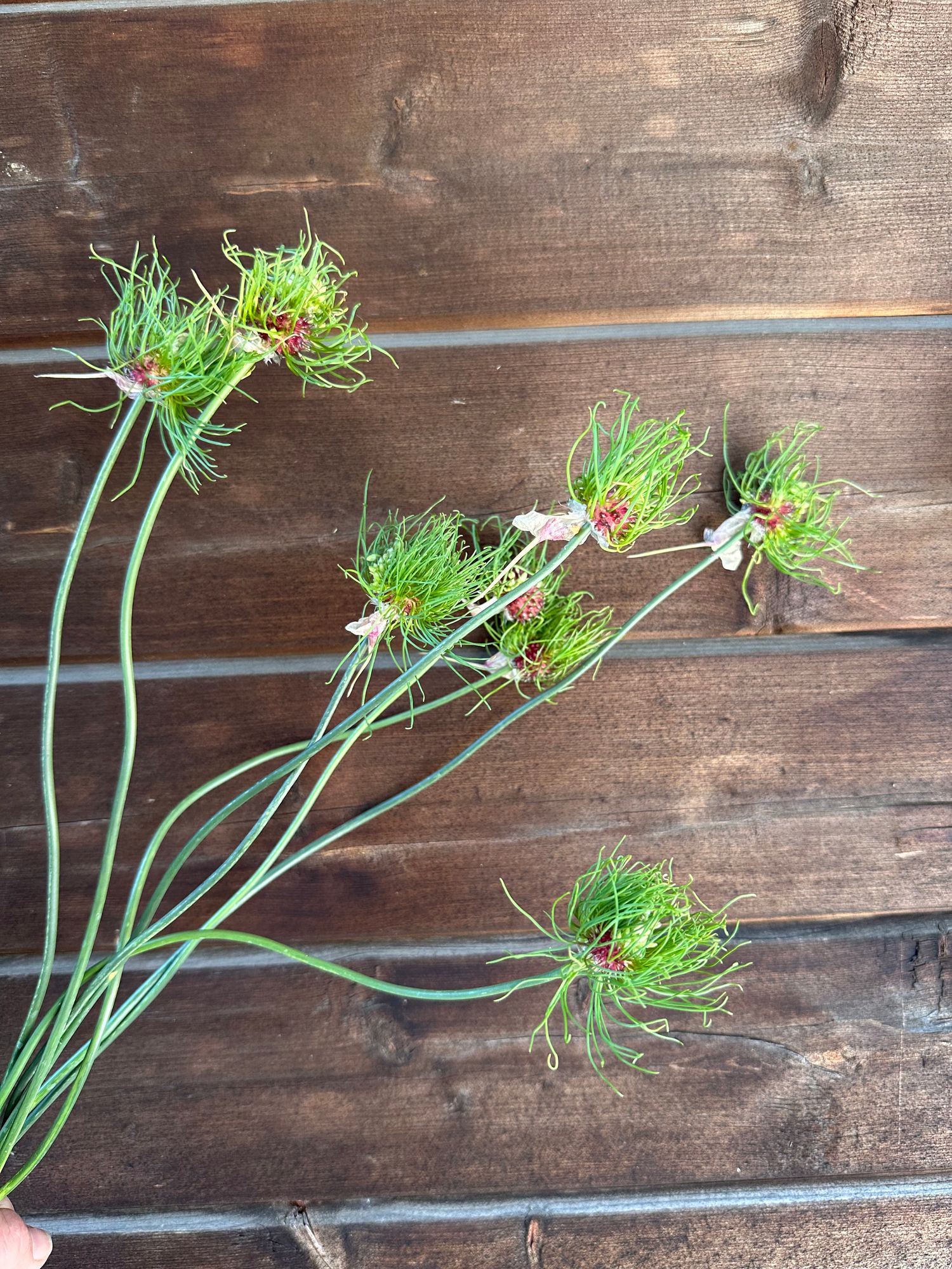 ALLIUM vineale Hair