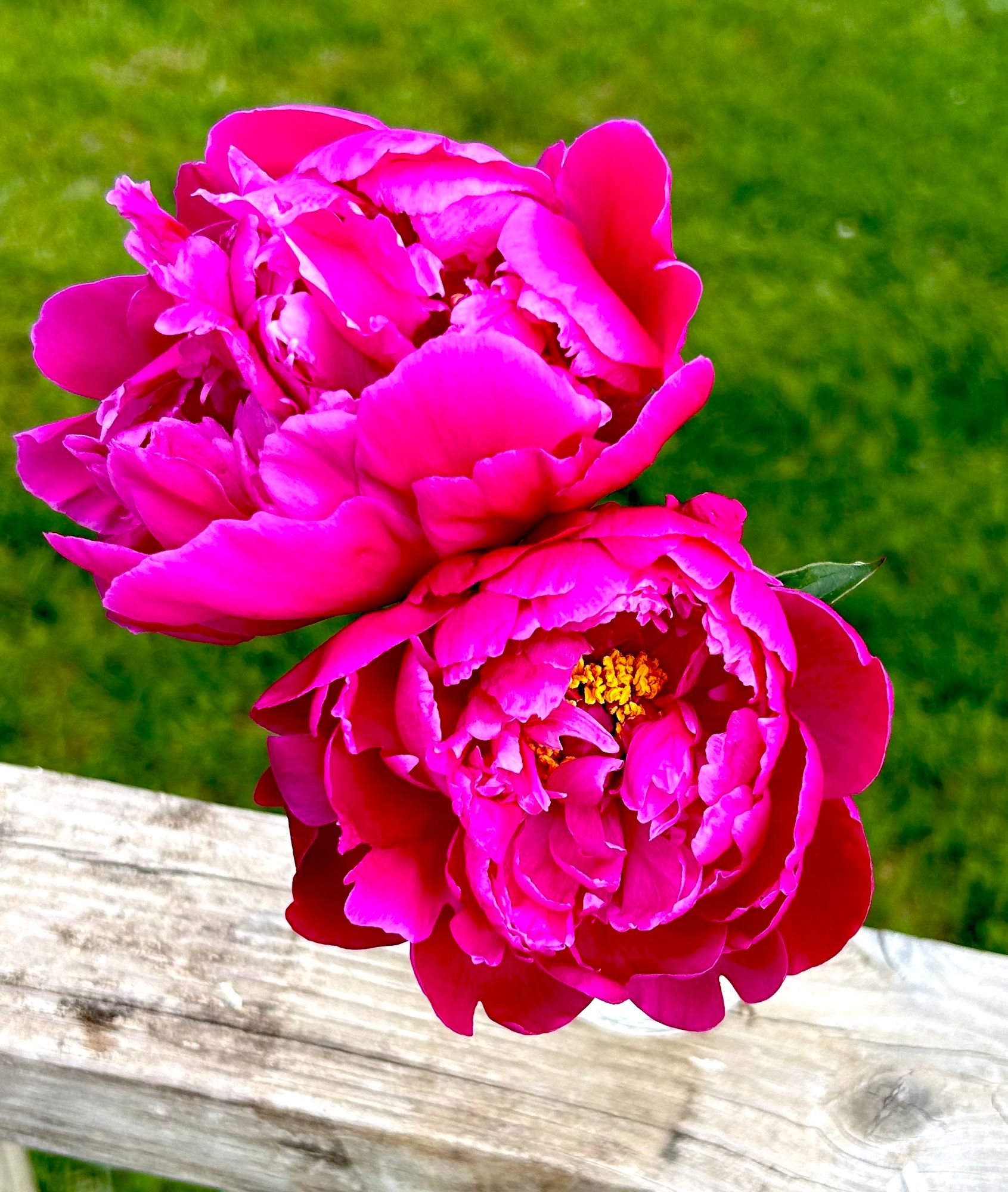 PAEONIA