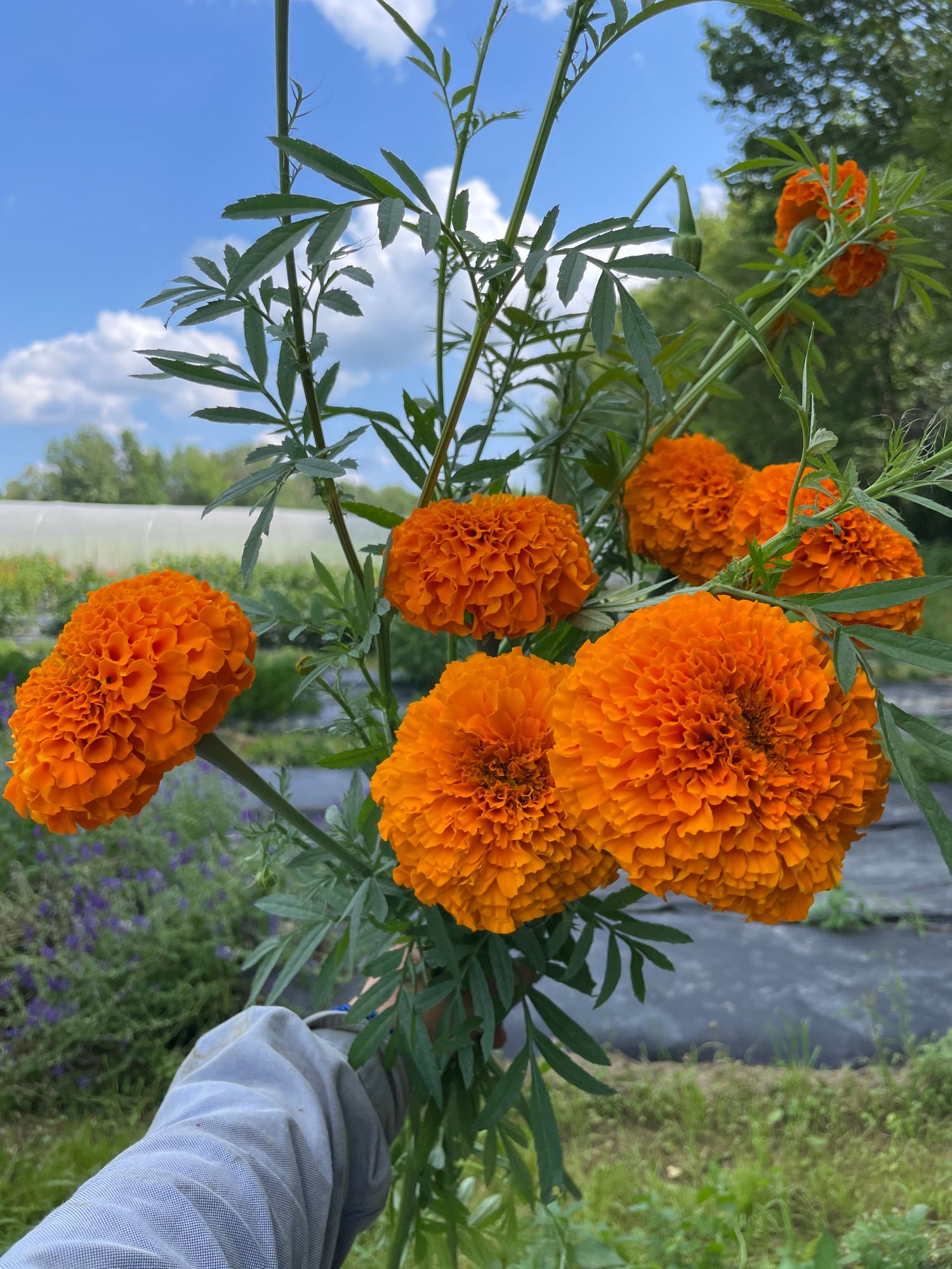 TAGETES erecta Jedi