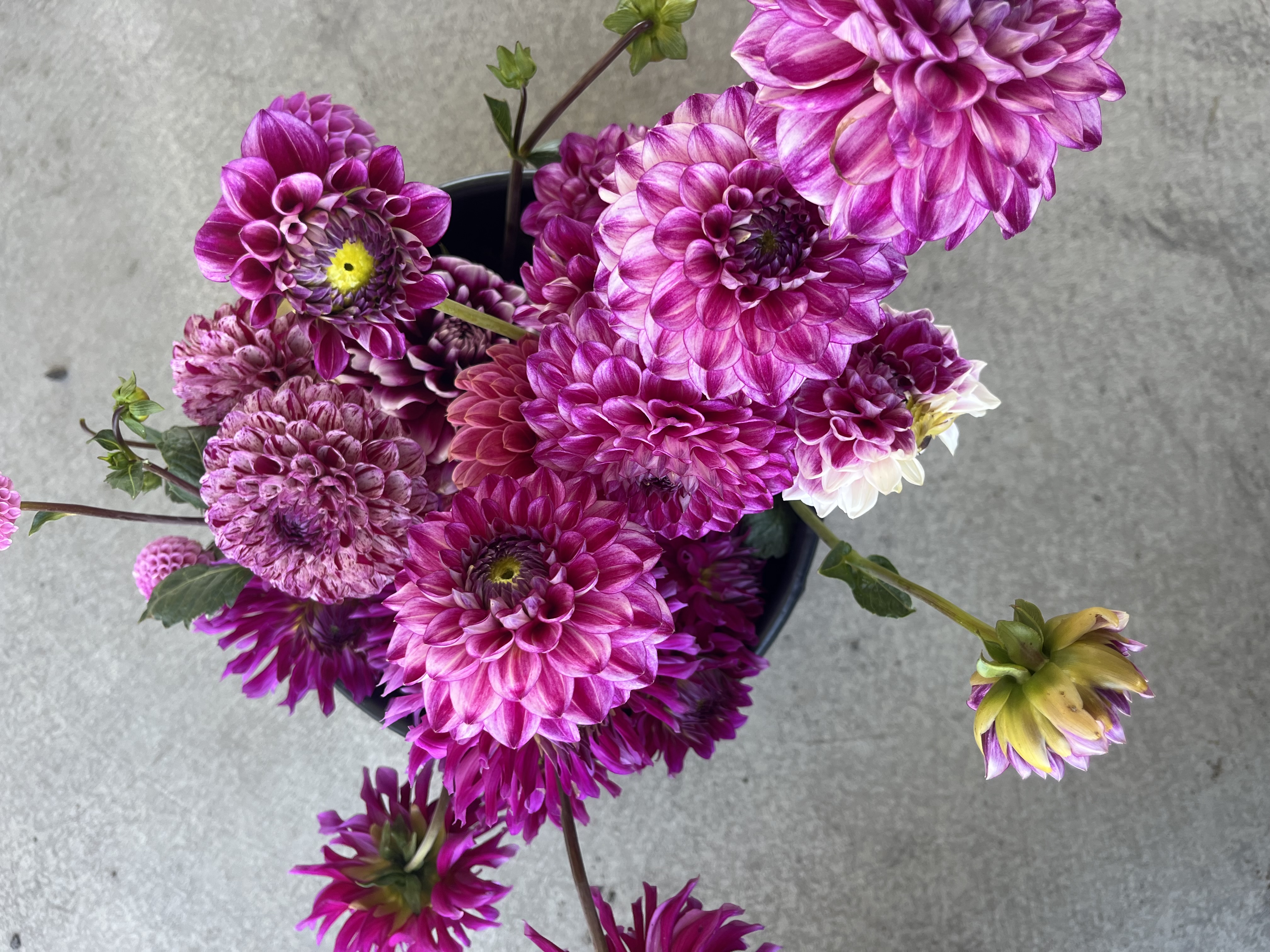 DAHLIA