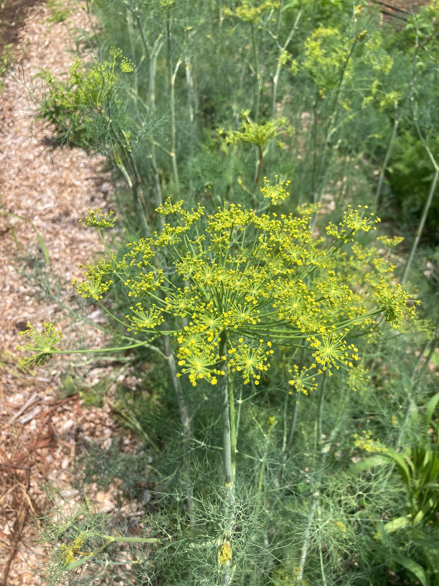 ANETHUM graveolens Dukat