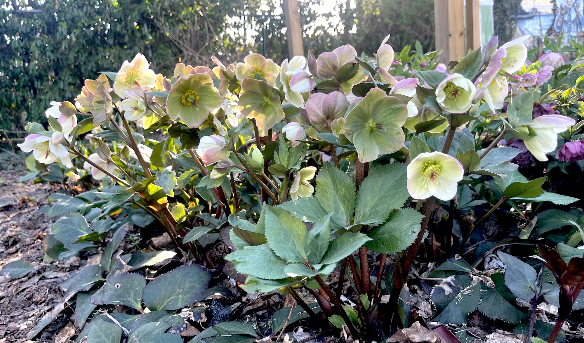 Lunaria Gardens Banner