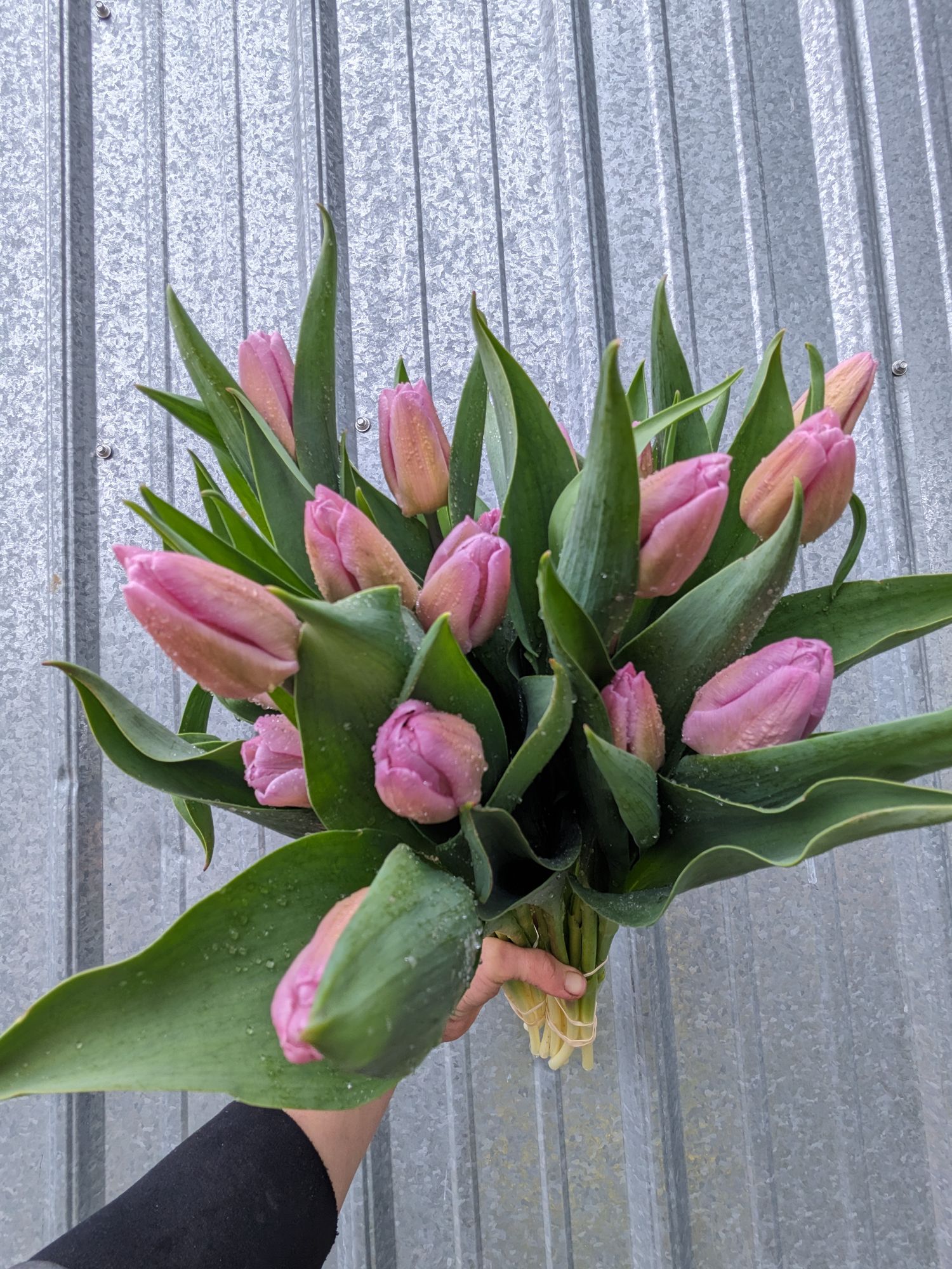 TULIPA Candy Prince