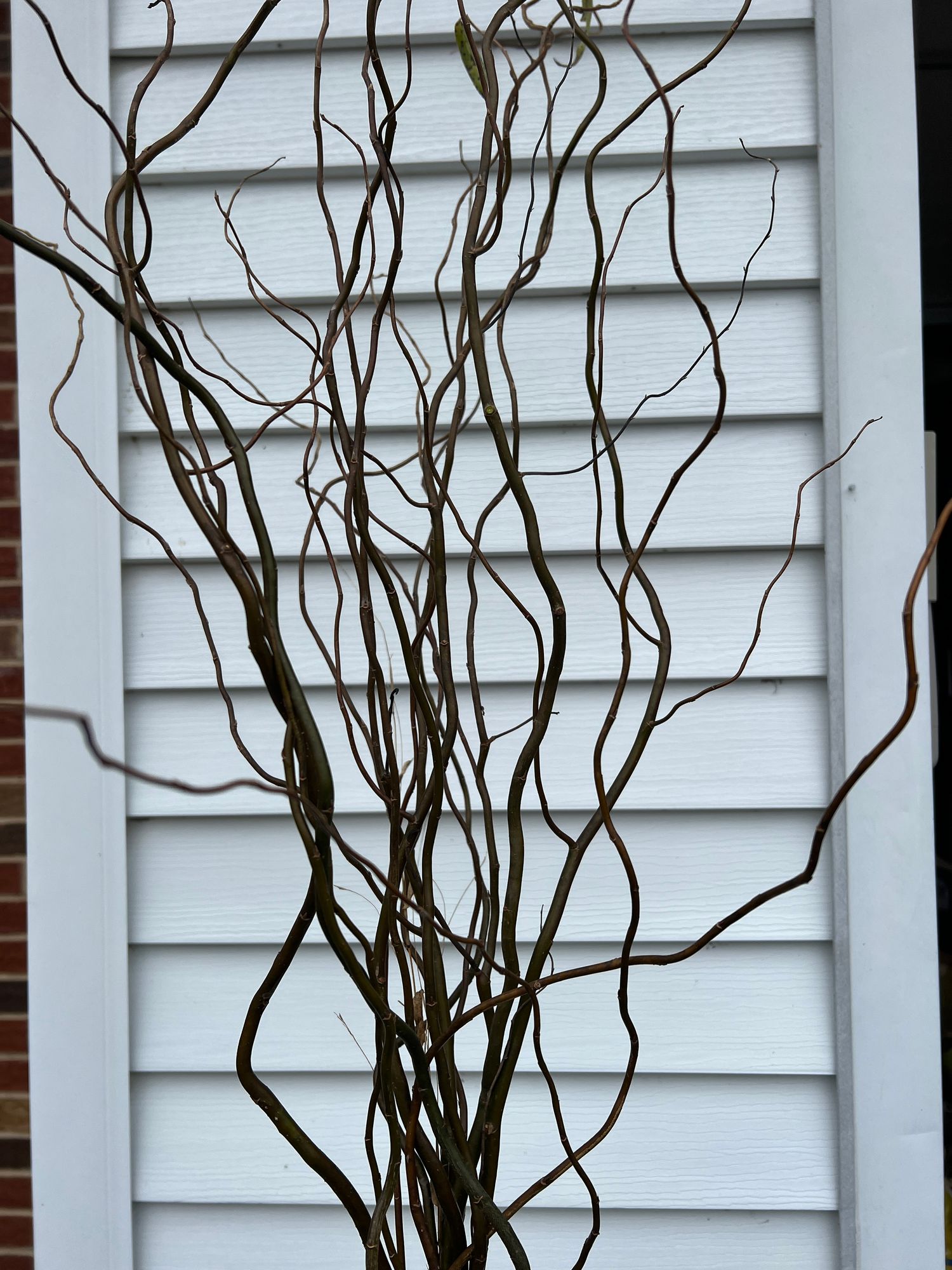 SALIX matsudana var. tortuosa