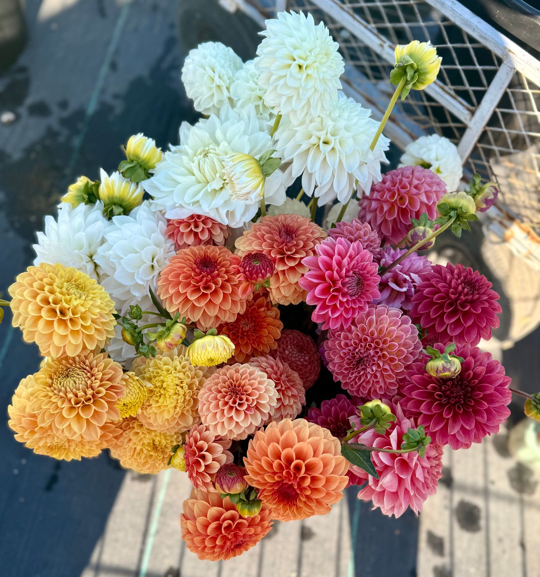 Mixed Dahlia Bucket--Custom Palette--FARM PICK-UP