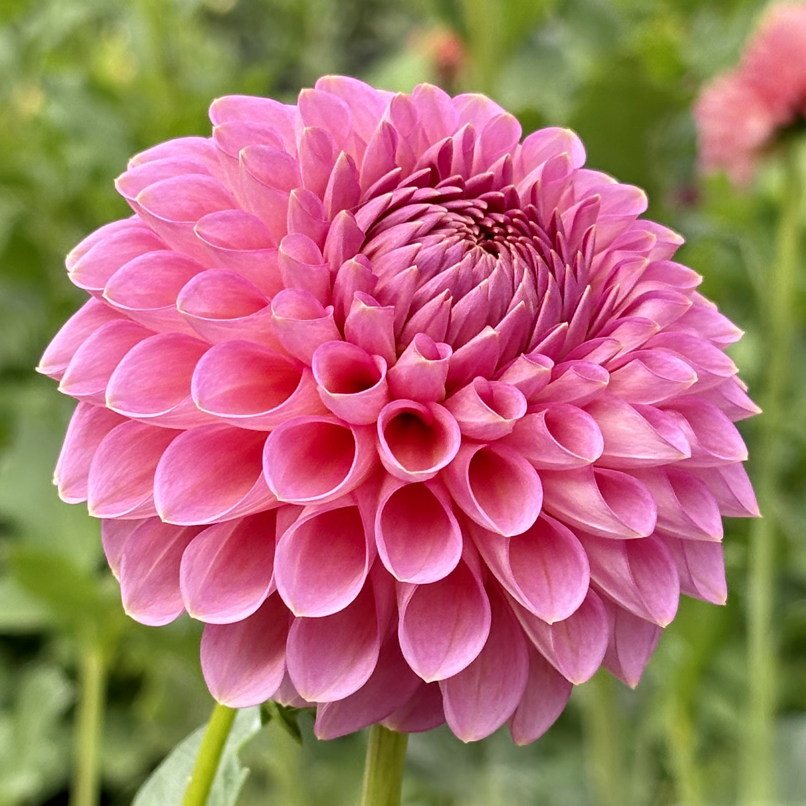 DAHLIA Westerton Pearl