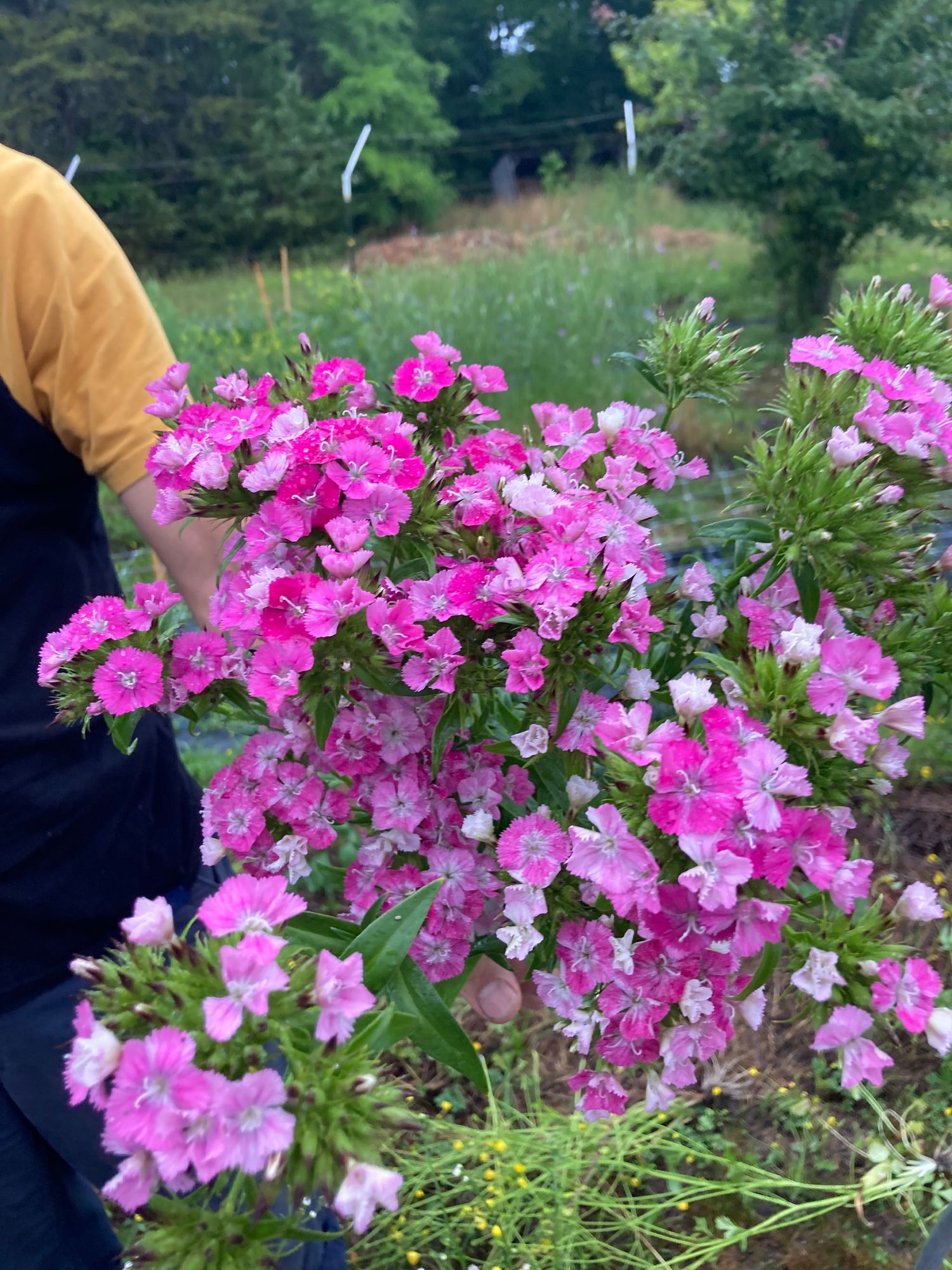 DIANTHUS x barbatus Amazon Rose Magic