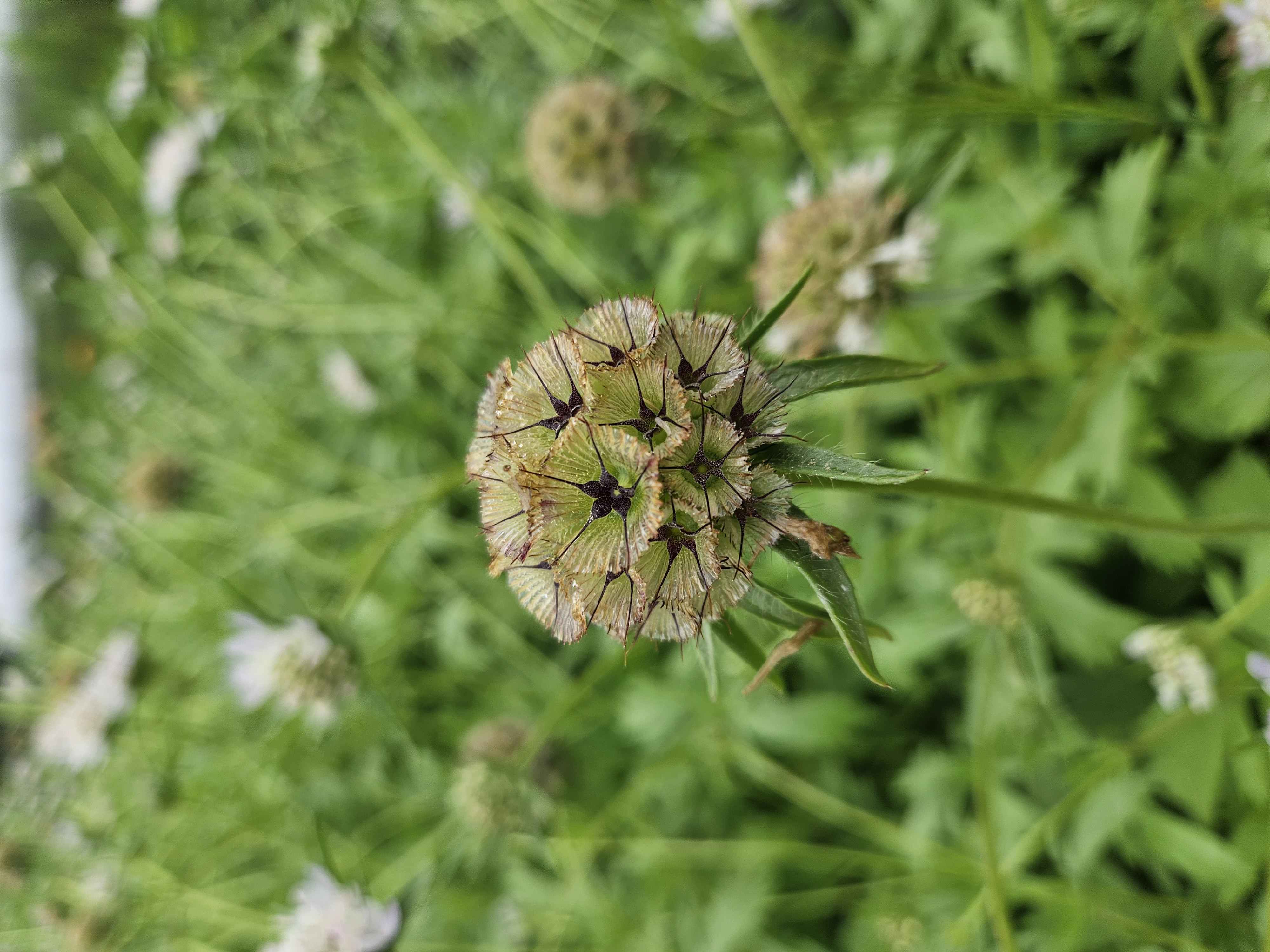 SCABIOSA