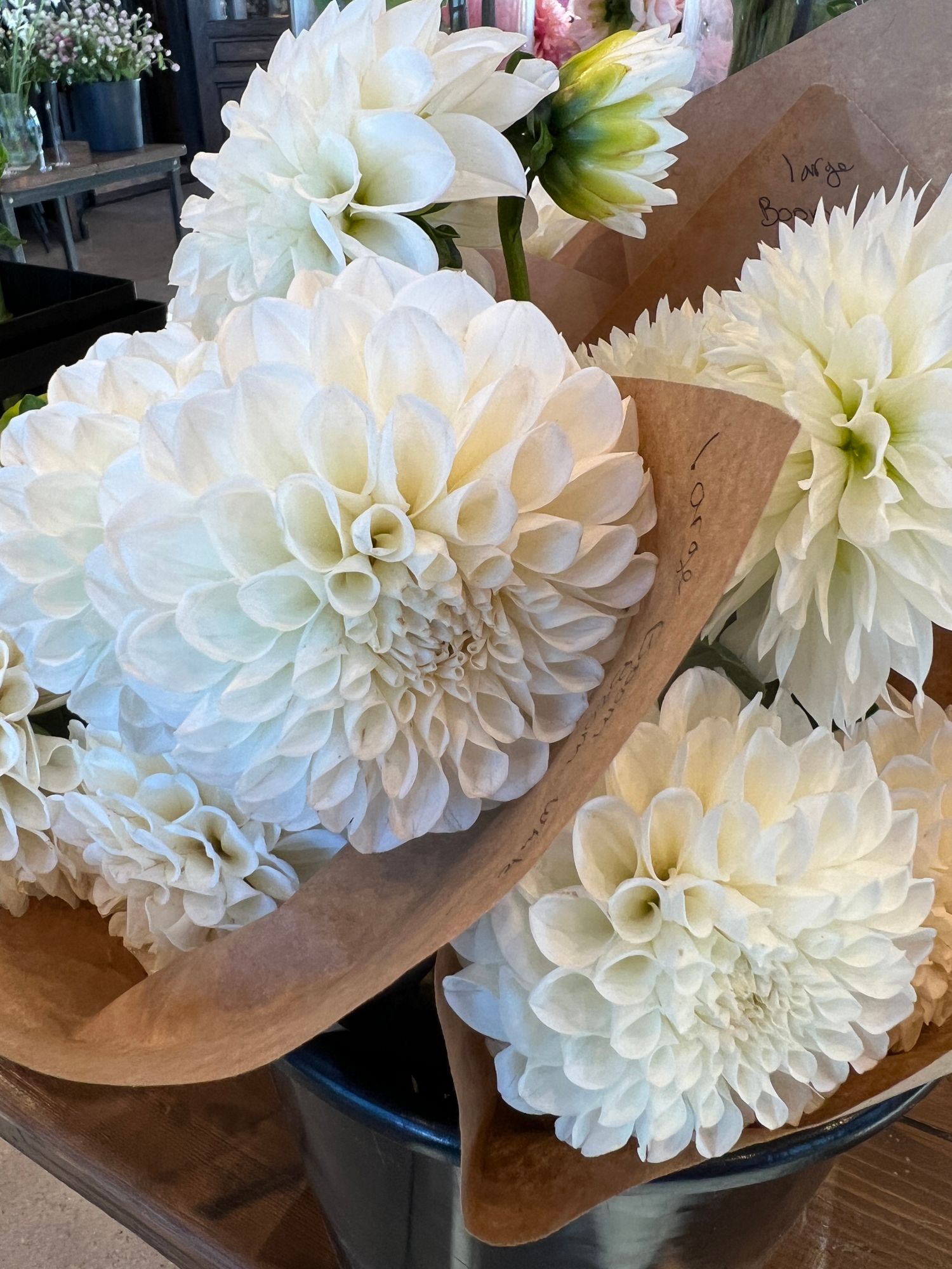 DAHLIA Boom Boom White