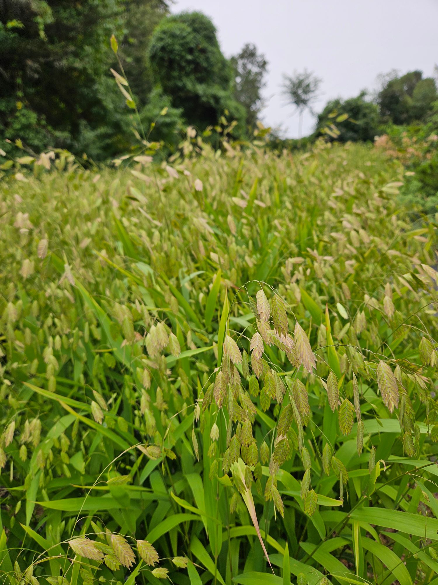 CHASMANTHIUM latifolium