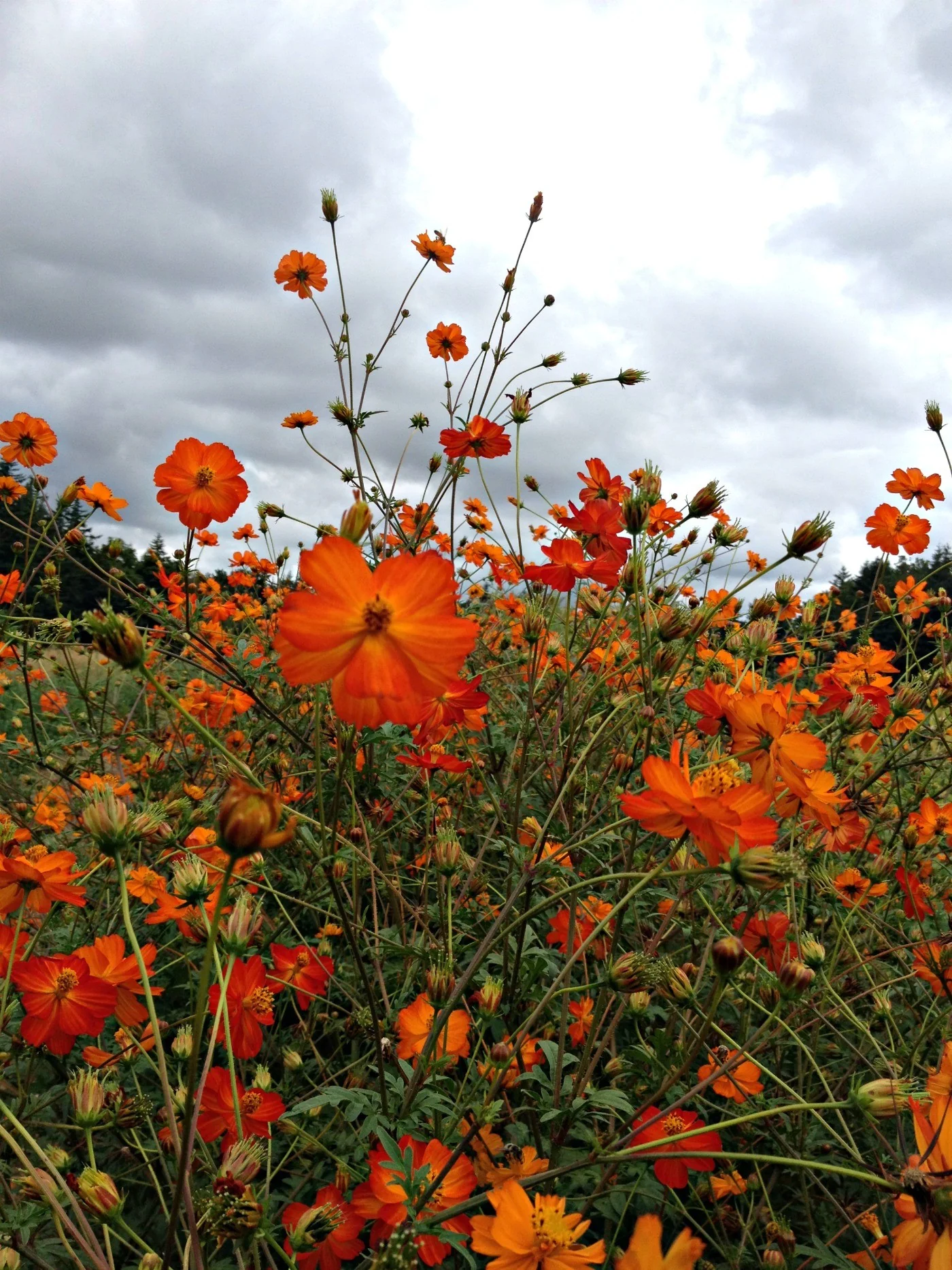 COSMOS sulphureus Diablo