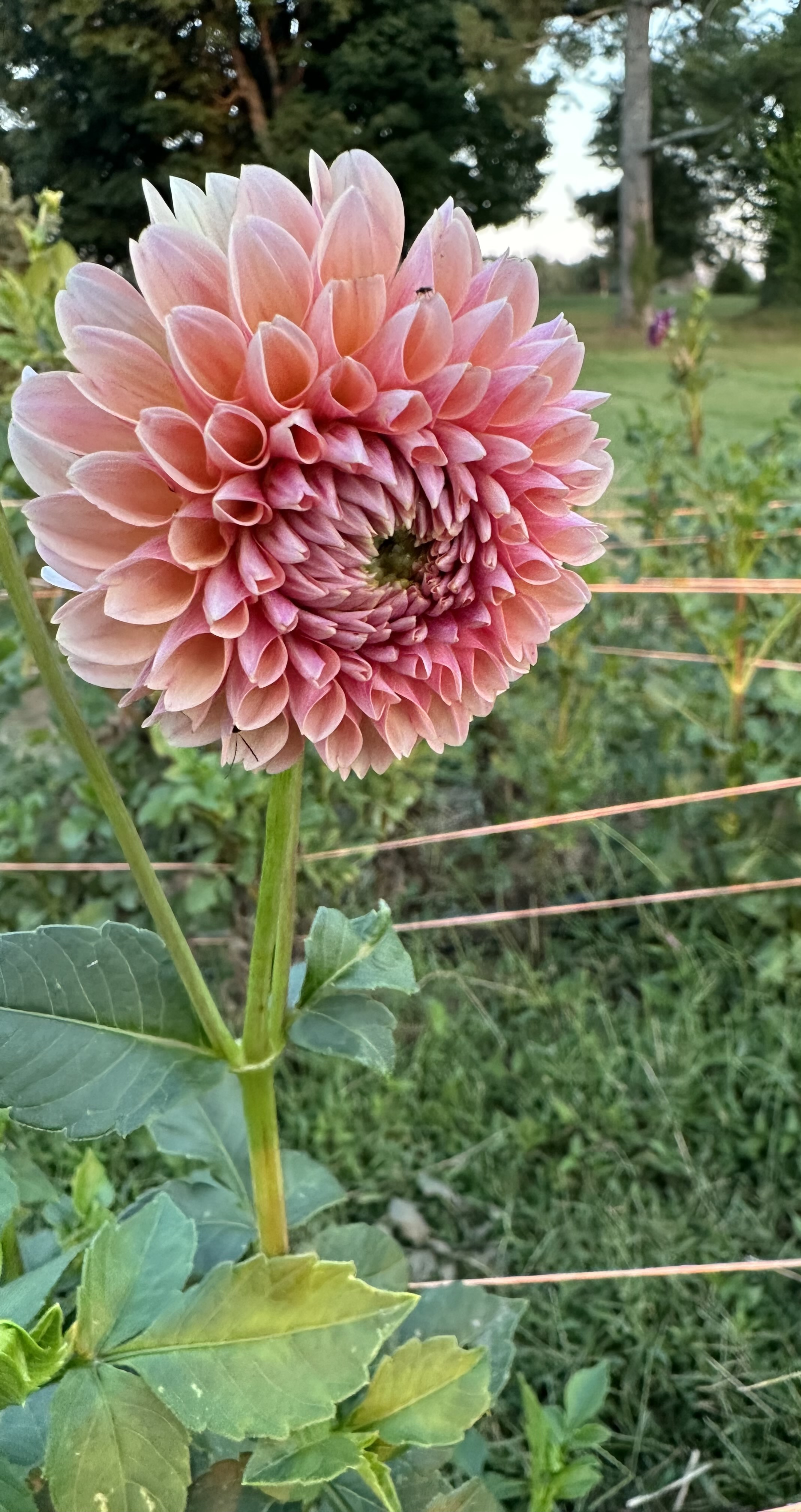 DAHLIA Lindas Baby