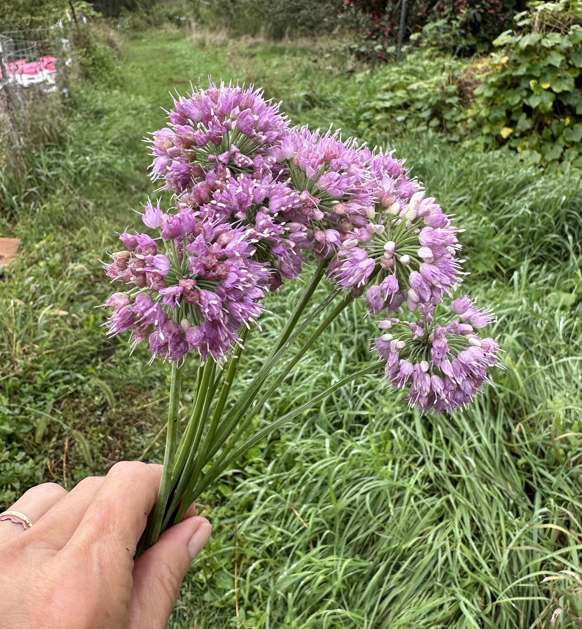 ALLIUM cepa Medusa