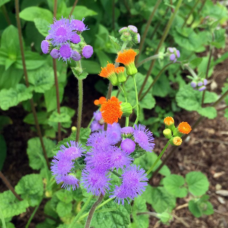 AGERATUM houstonianum Blue Horizon