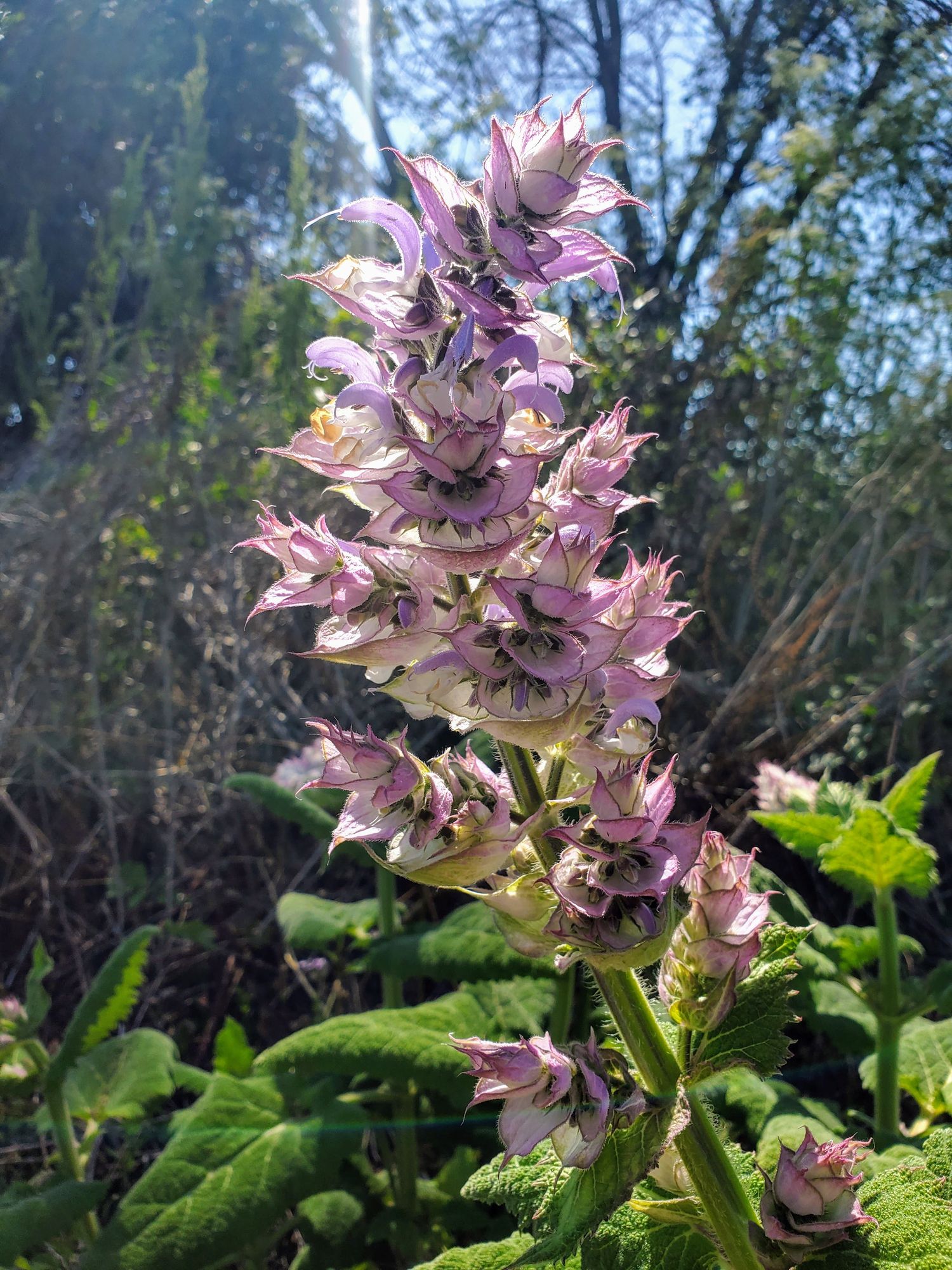 SALVIA sclarea var. turkestanica Vatican Pink