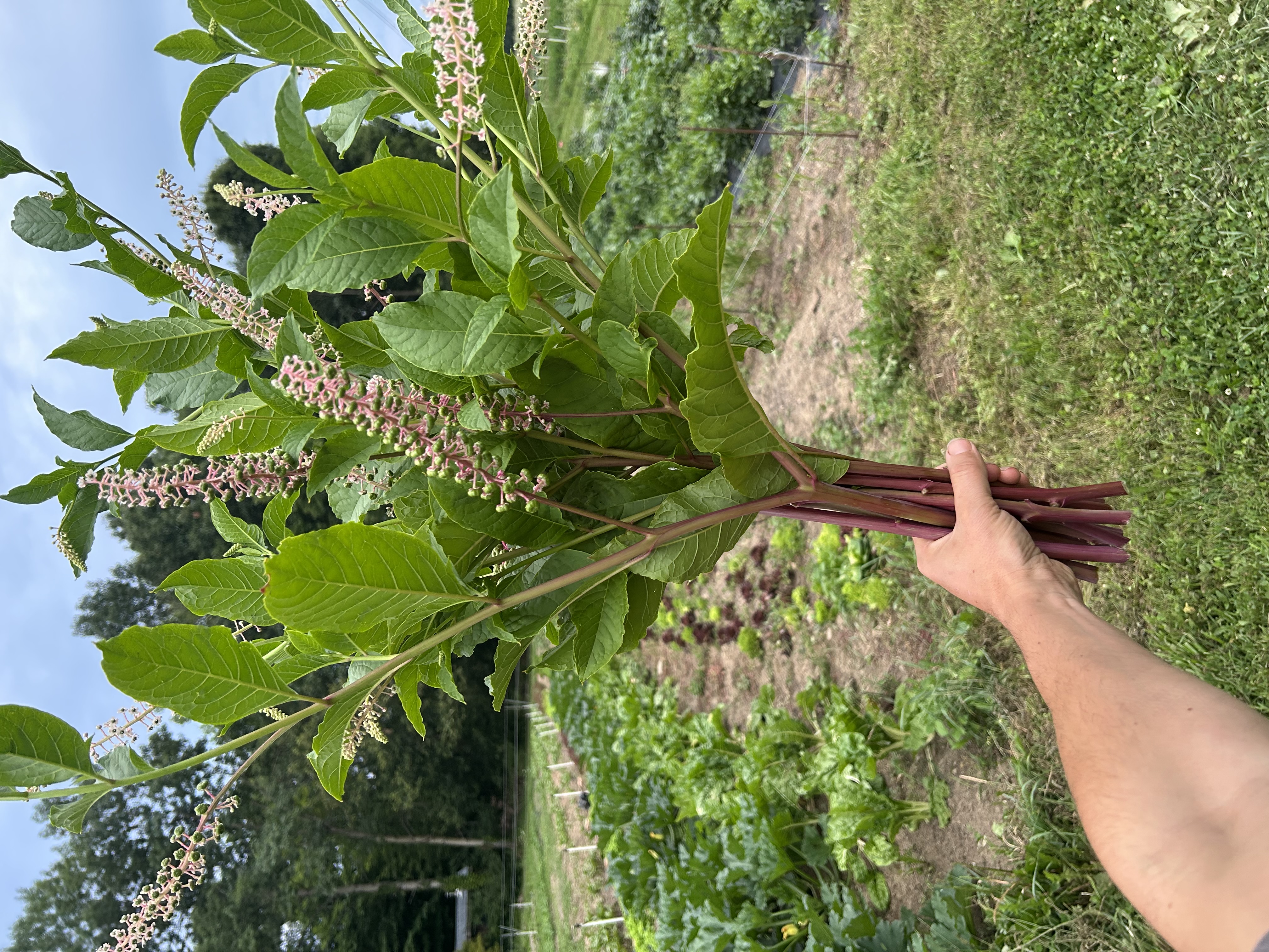 PHYTOLACCA americana