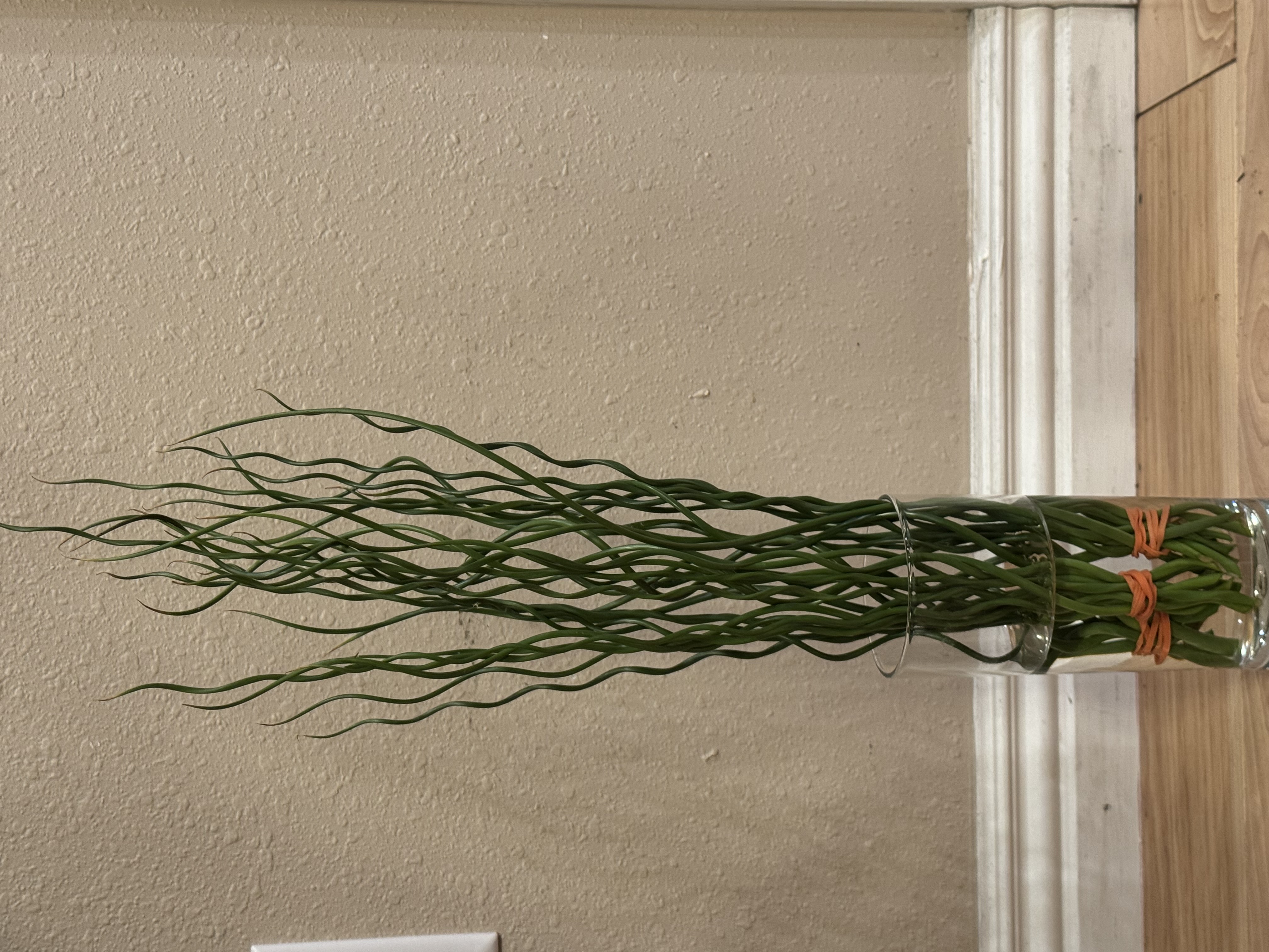 JUNCUS effusus
