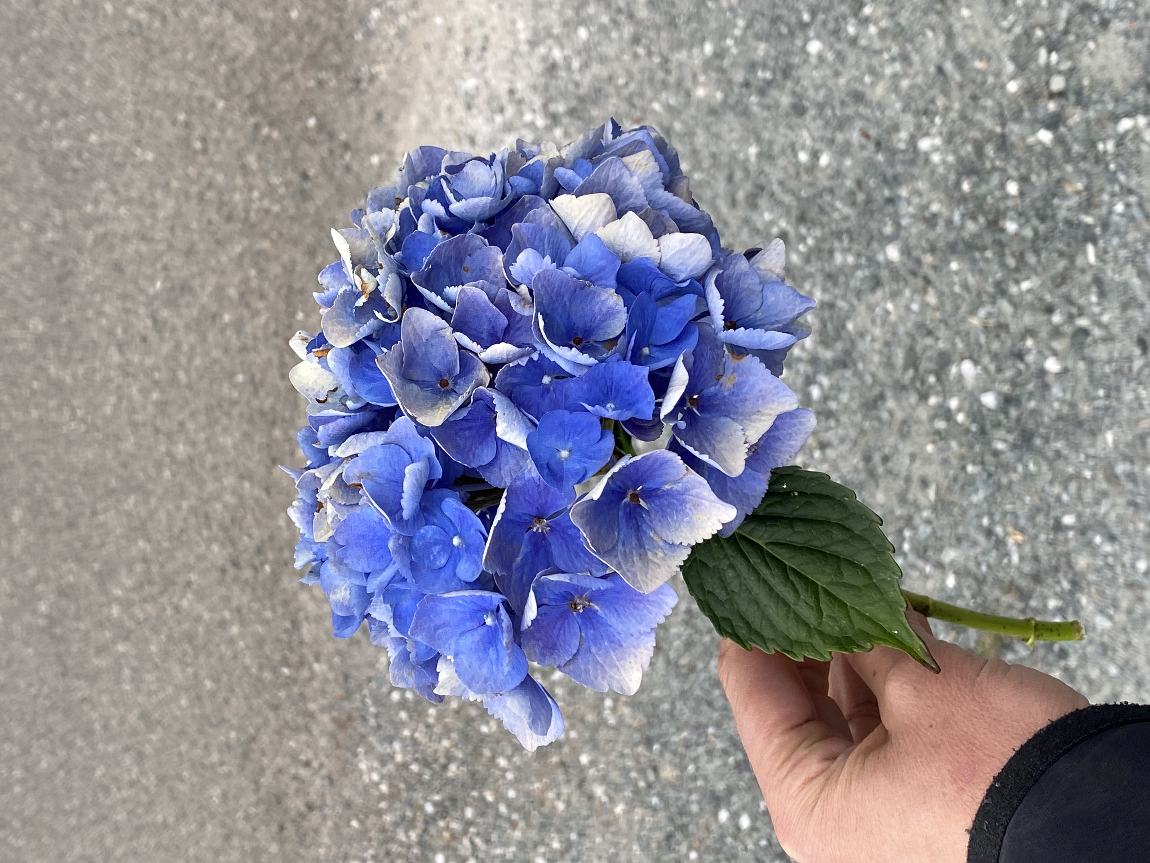 HYDRANGEA macrophylla