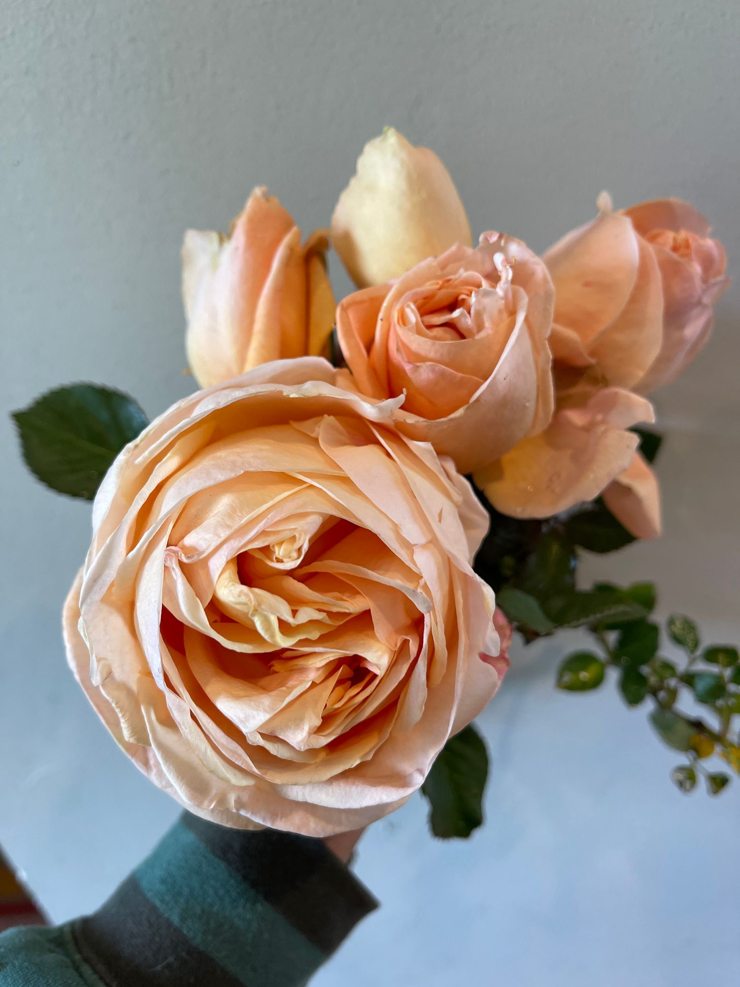 ROSA hybrida
