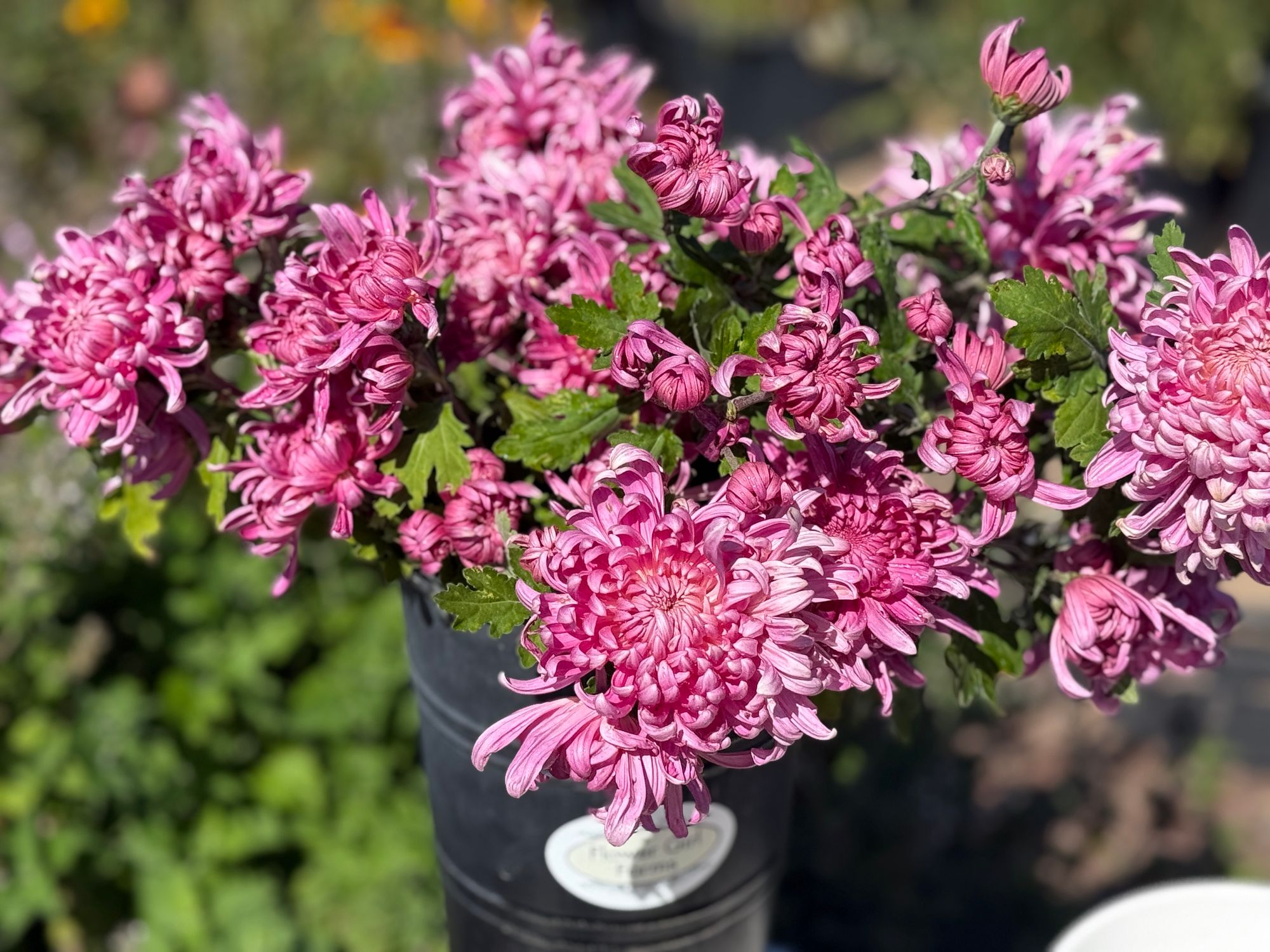 Jefferson park chrysanthemum