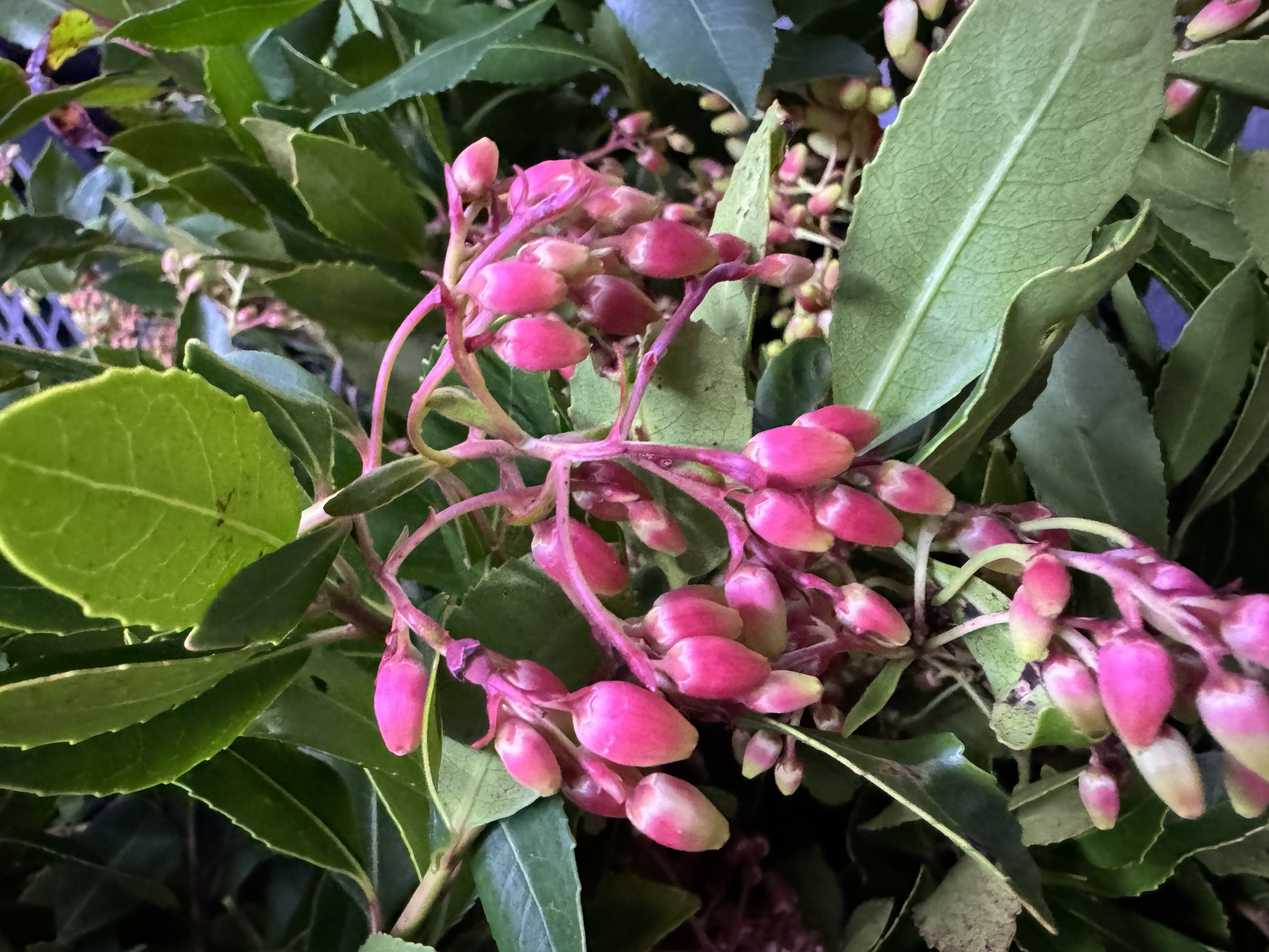 ARBUTUS unedo