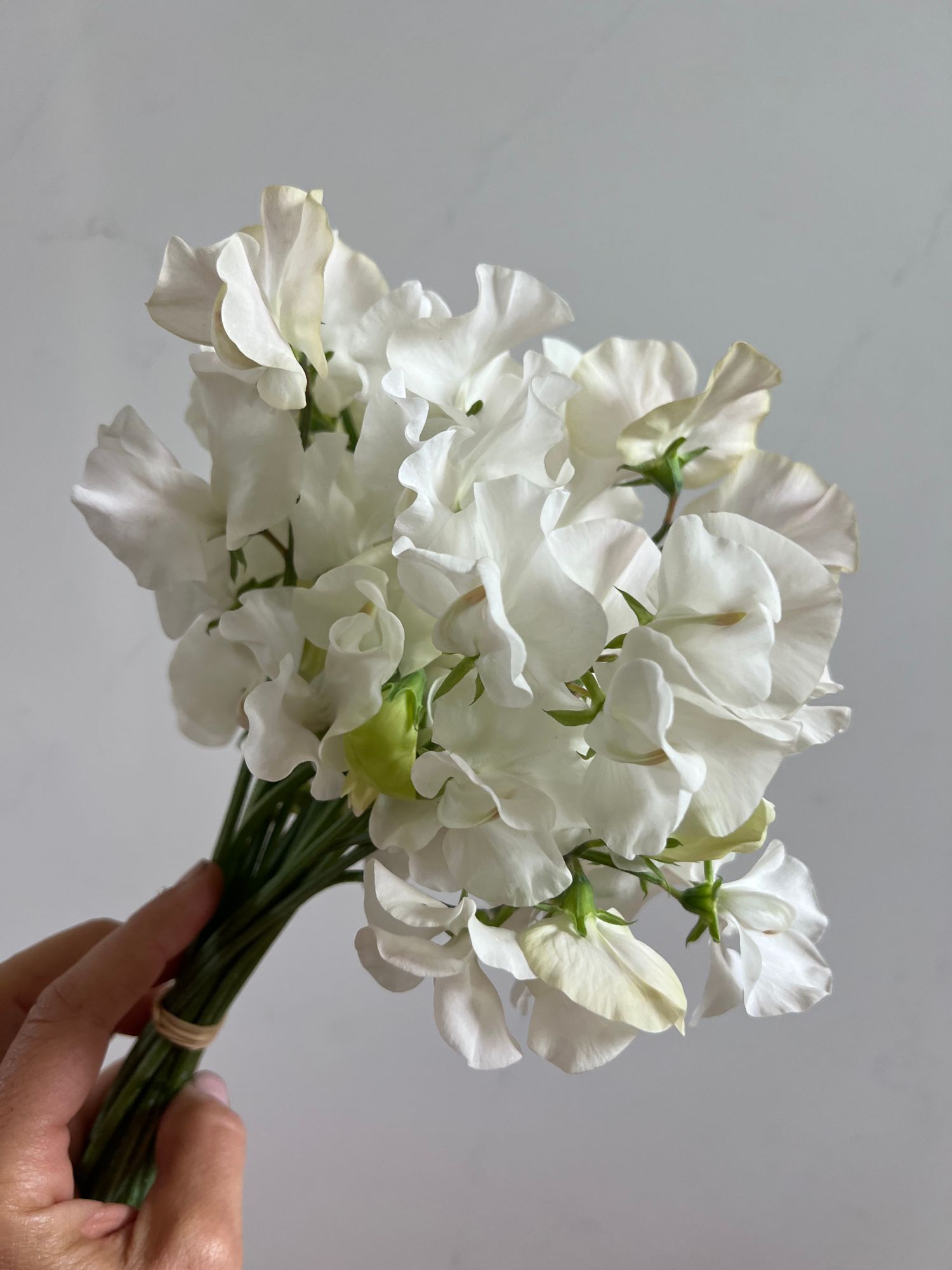 LATHYRUS odoratus White Frills