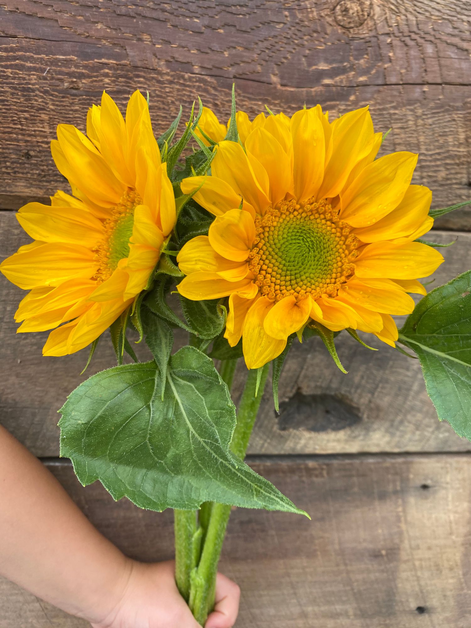 HELIANTHUS annuus ProCut