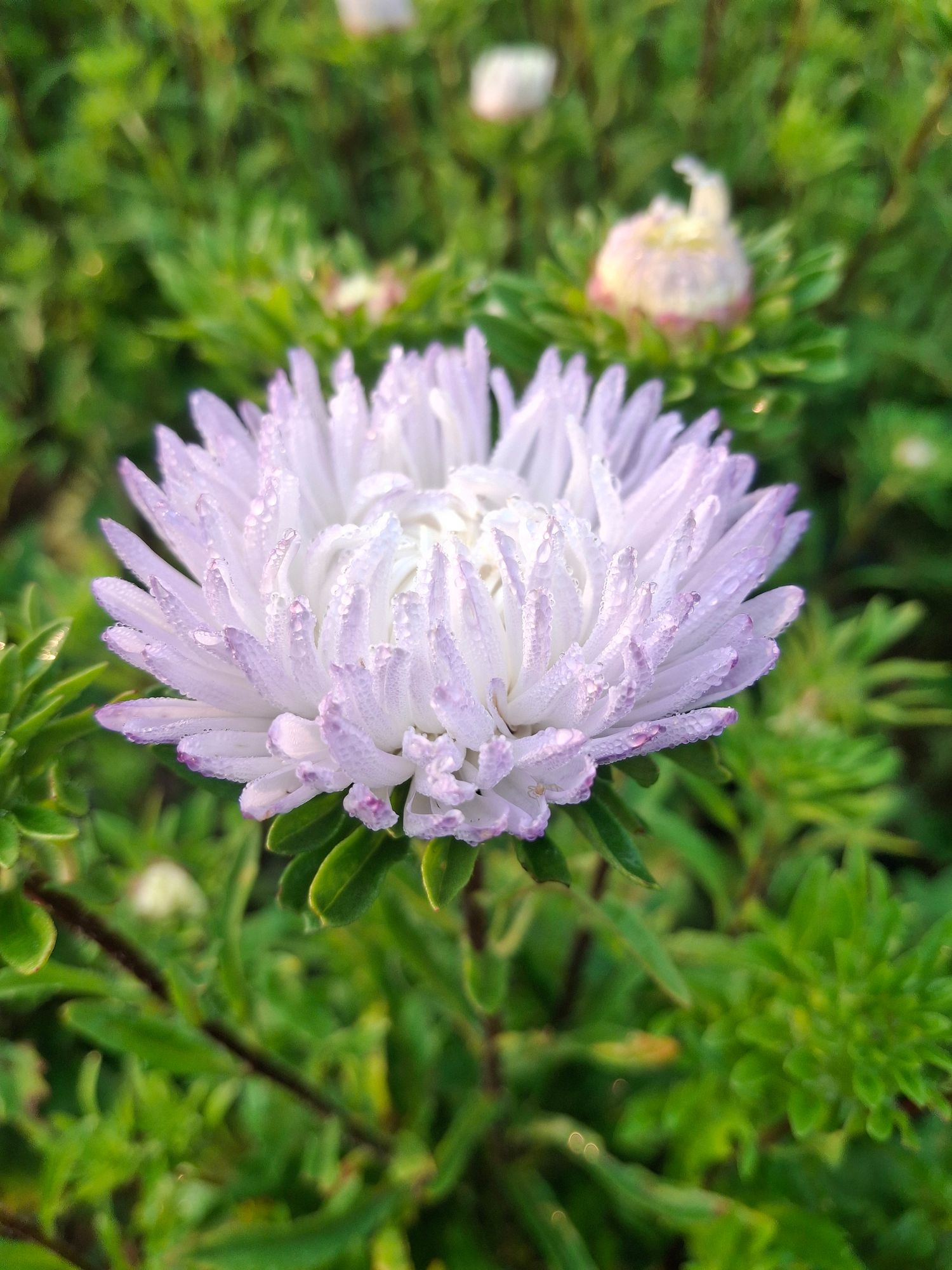 CALLISTEPHUS chinensis