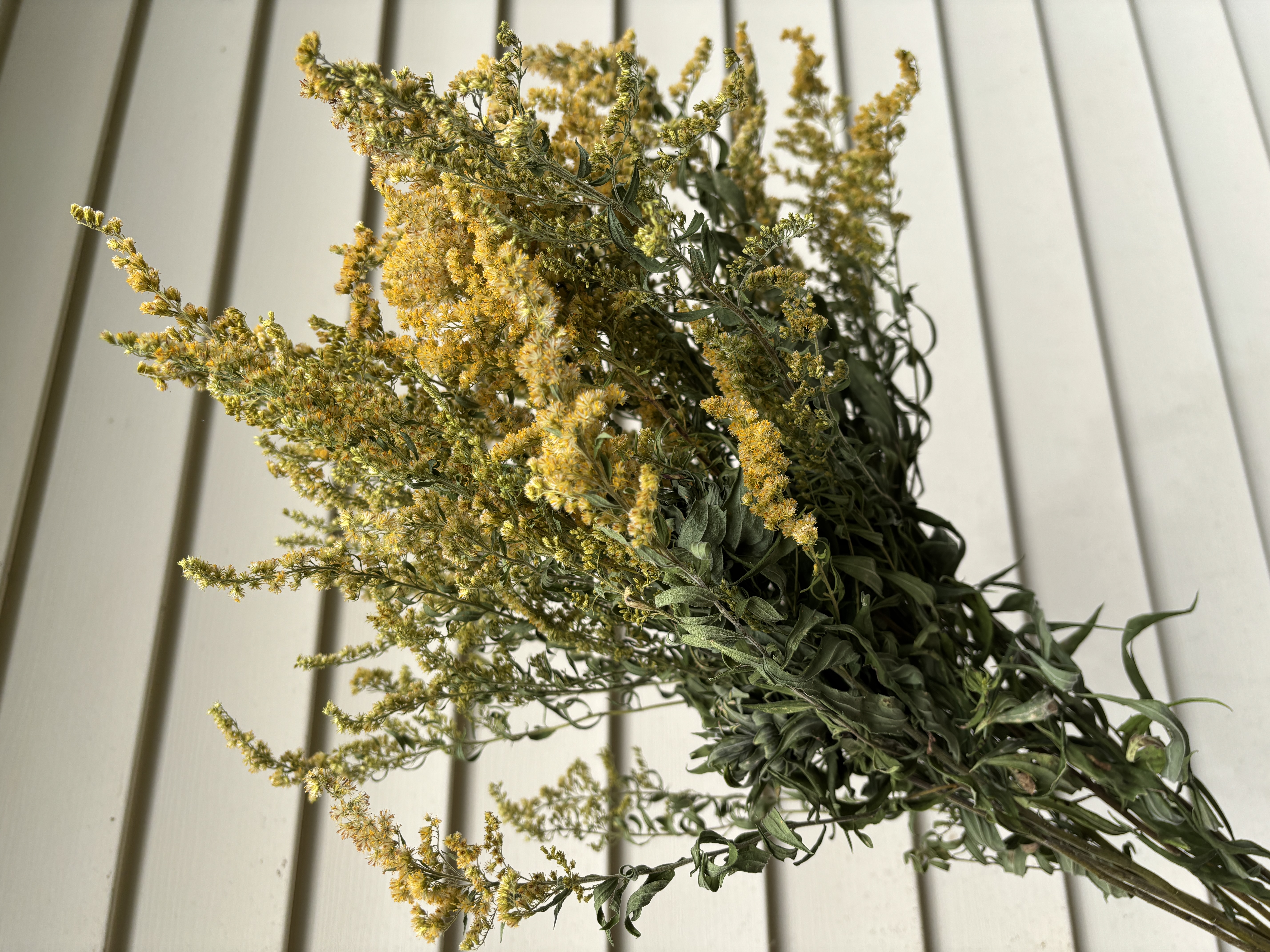 SOLIDAGO