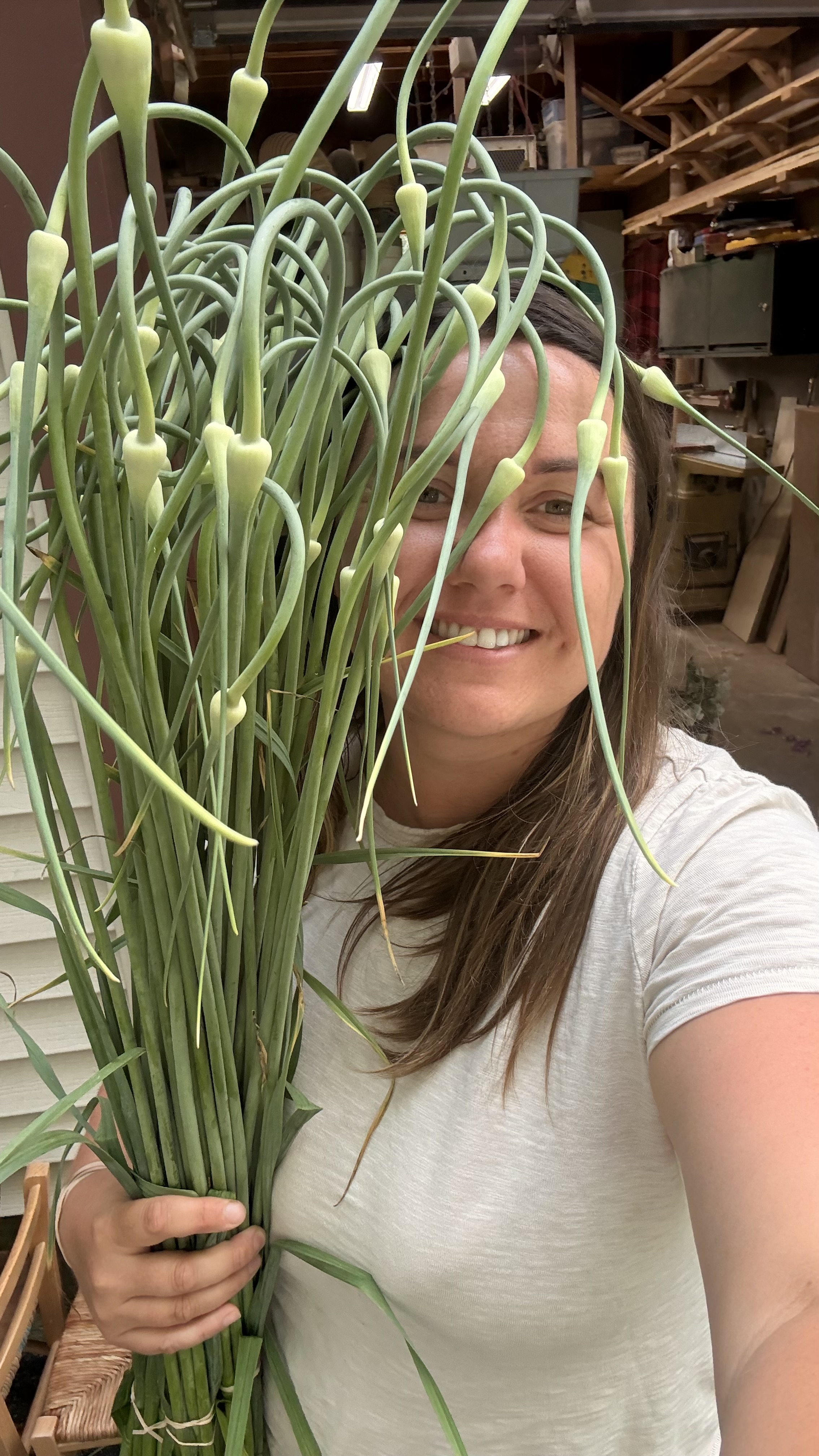 ALLIUM sativum var. ophioscorodon