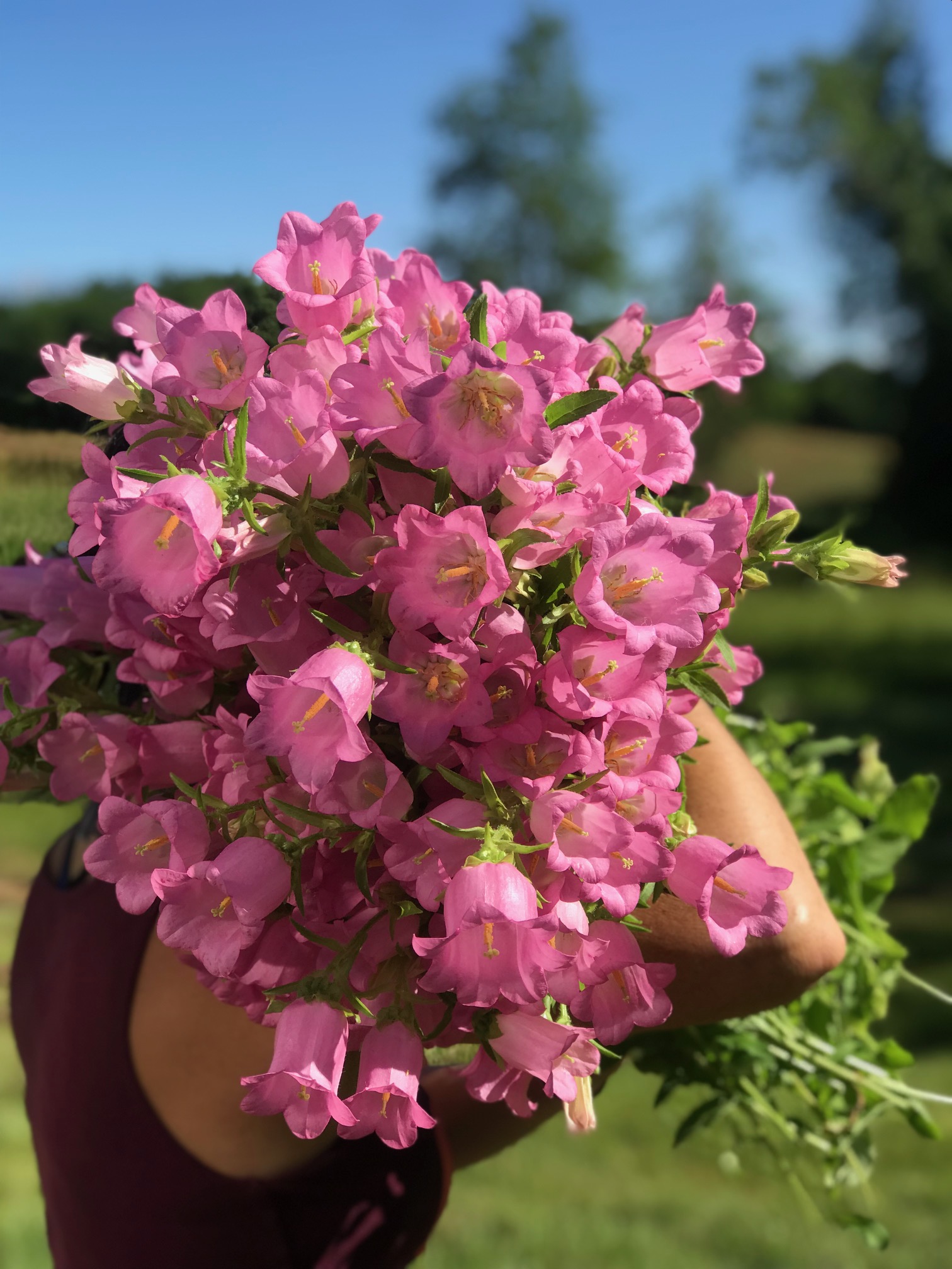 CAMPANULA medium Champion II Pink