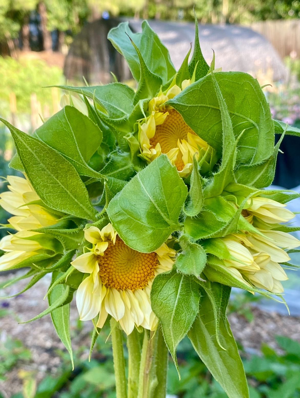 HELIANTHUS annuus ProCut White Lite
