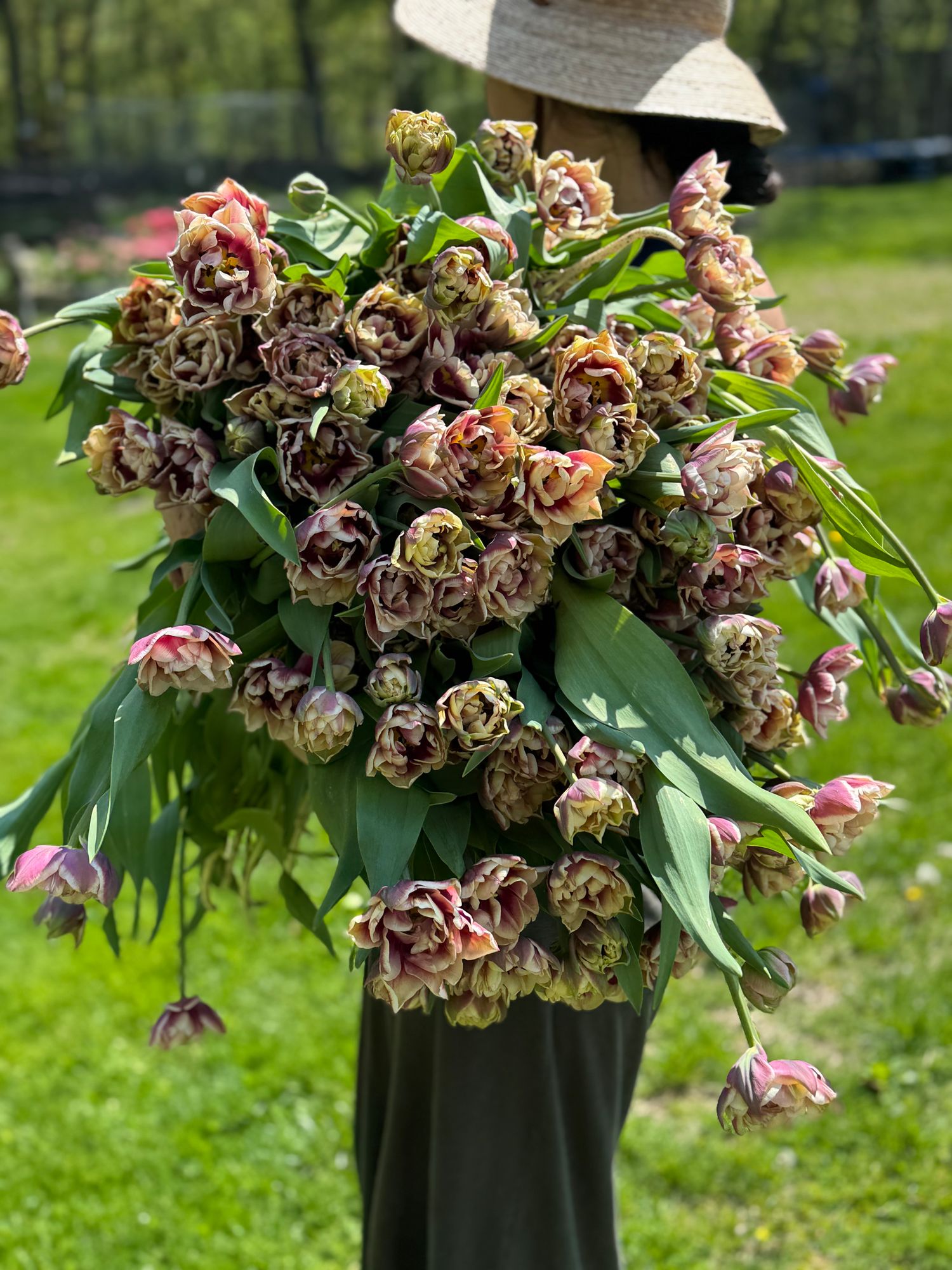 TULIPA Wyndham