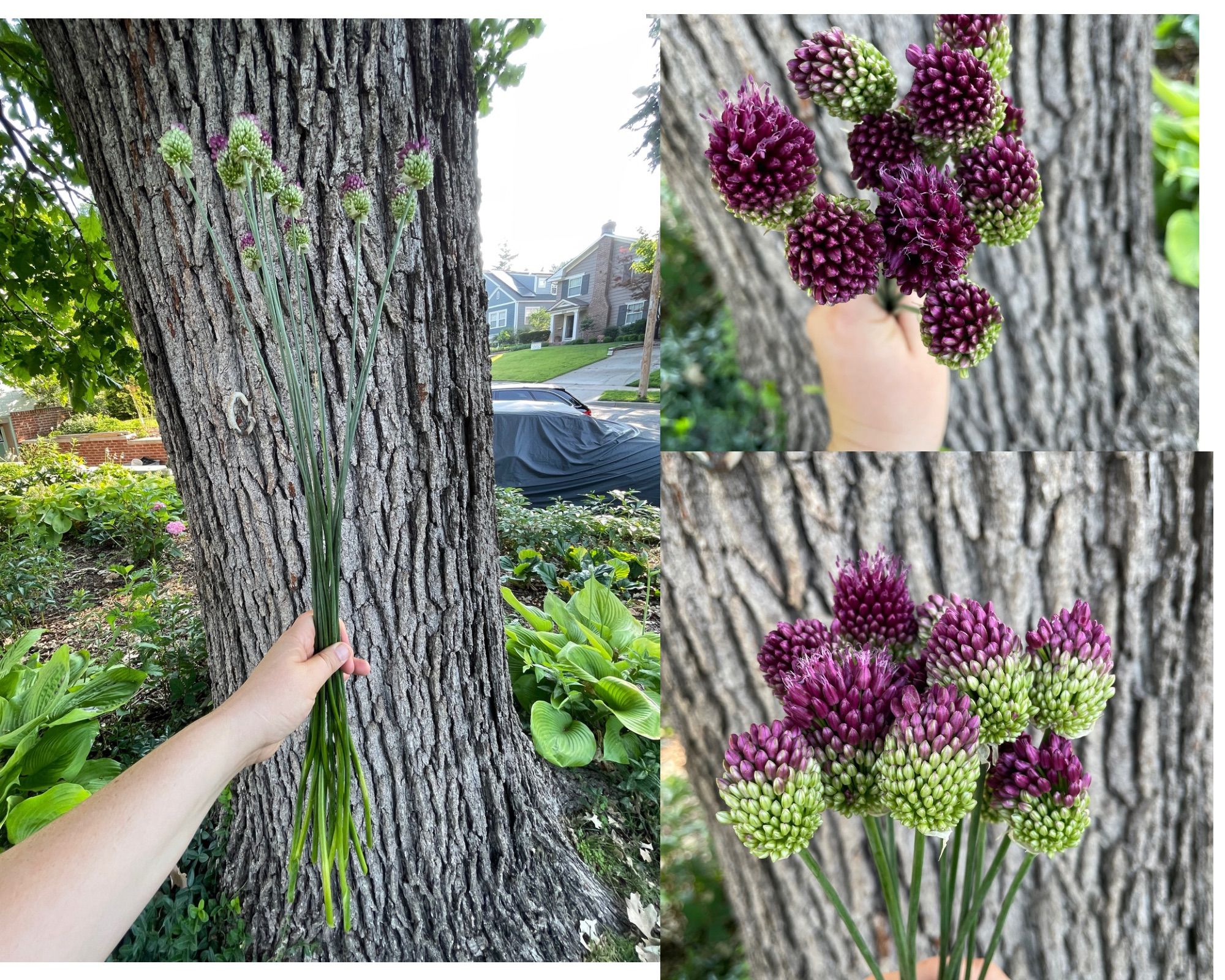 ALLIUM sphaerocephalon