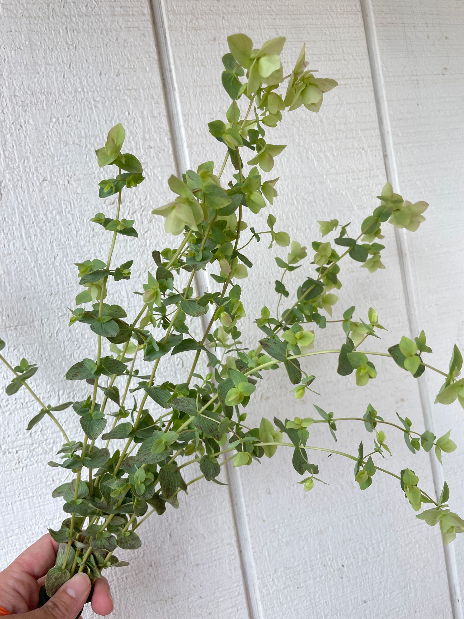 ORIGANUM rotundifolium x scabrum Kent Beauty