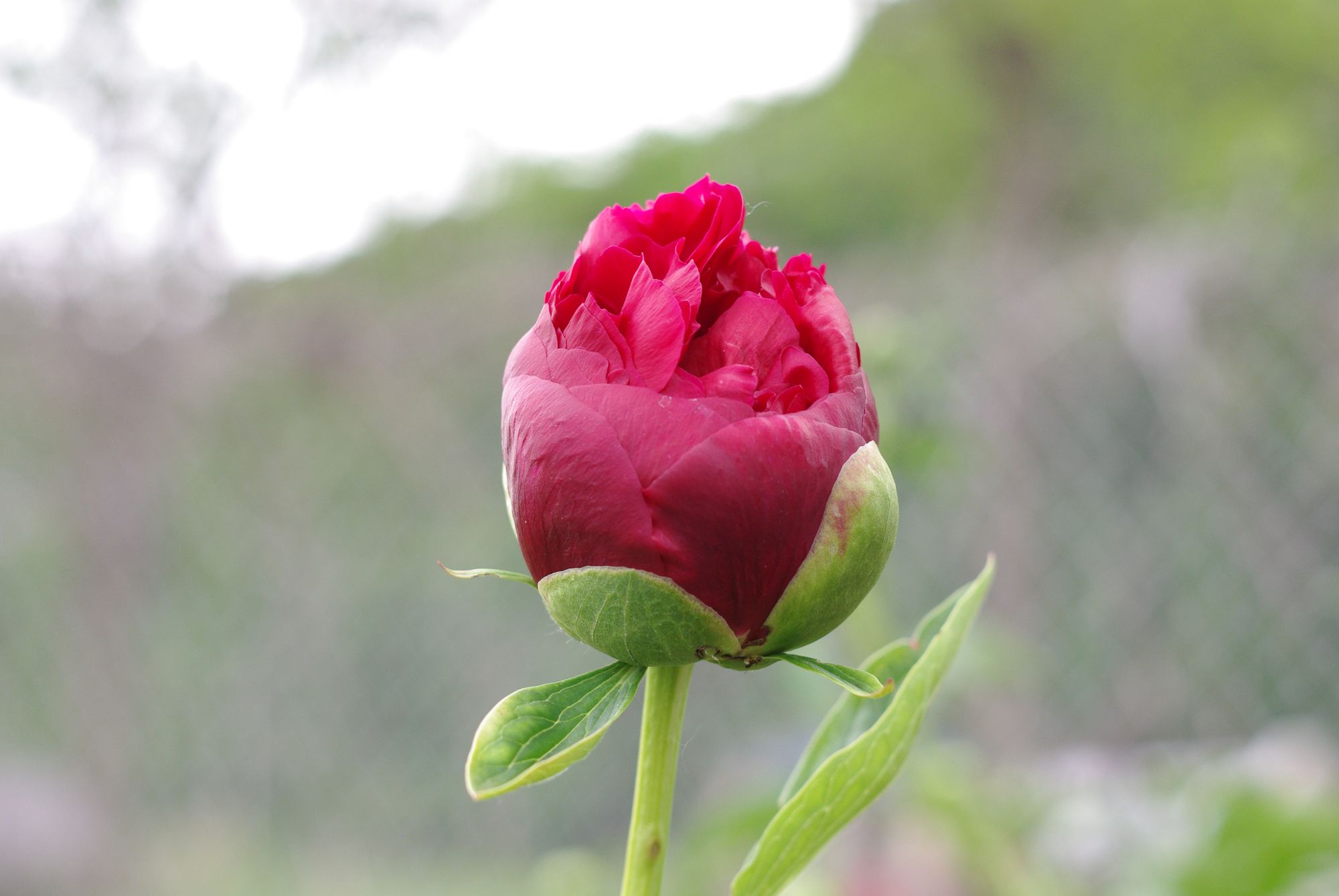 PAEONIA officinalis Henry Bockstoce