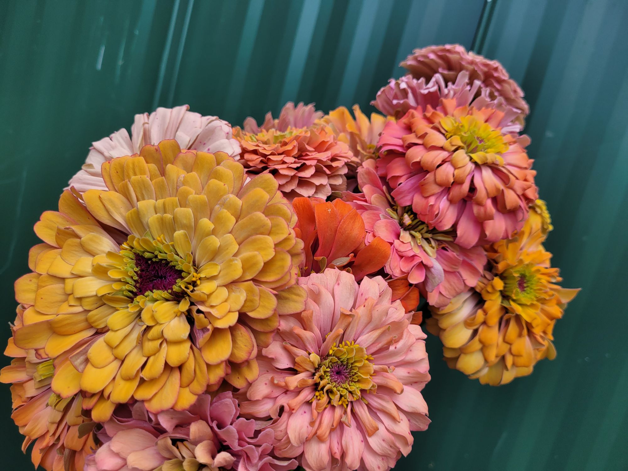 ZINNIA elegans Aurora