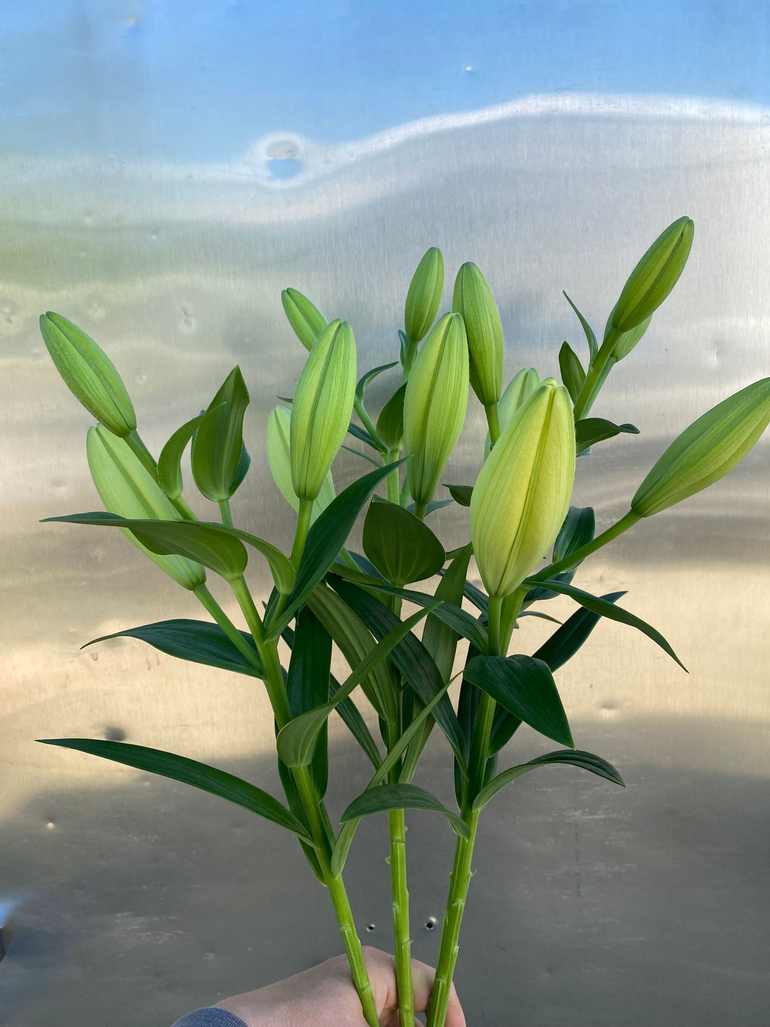 LILIUM longiflorum x asiatic