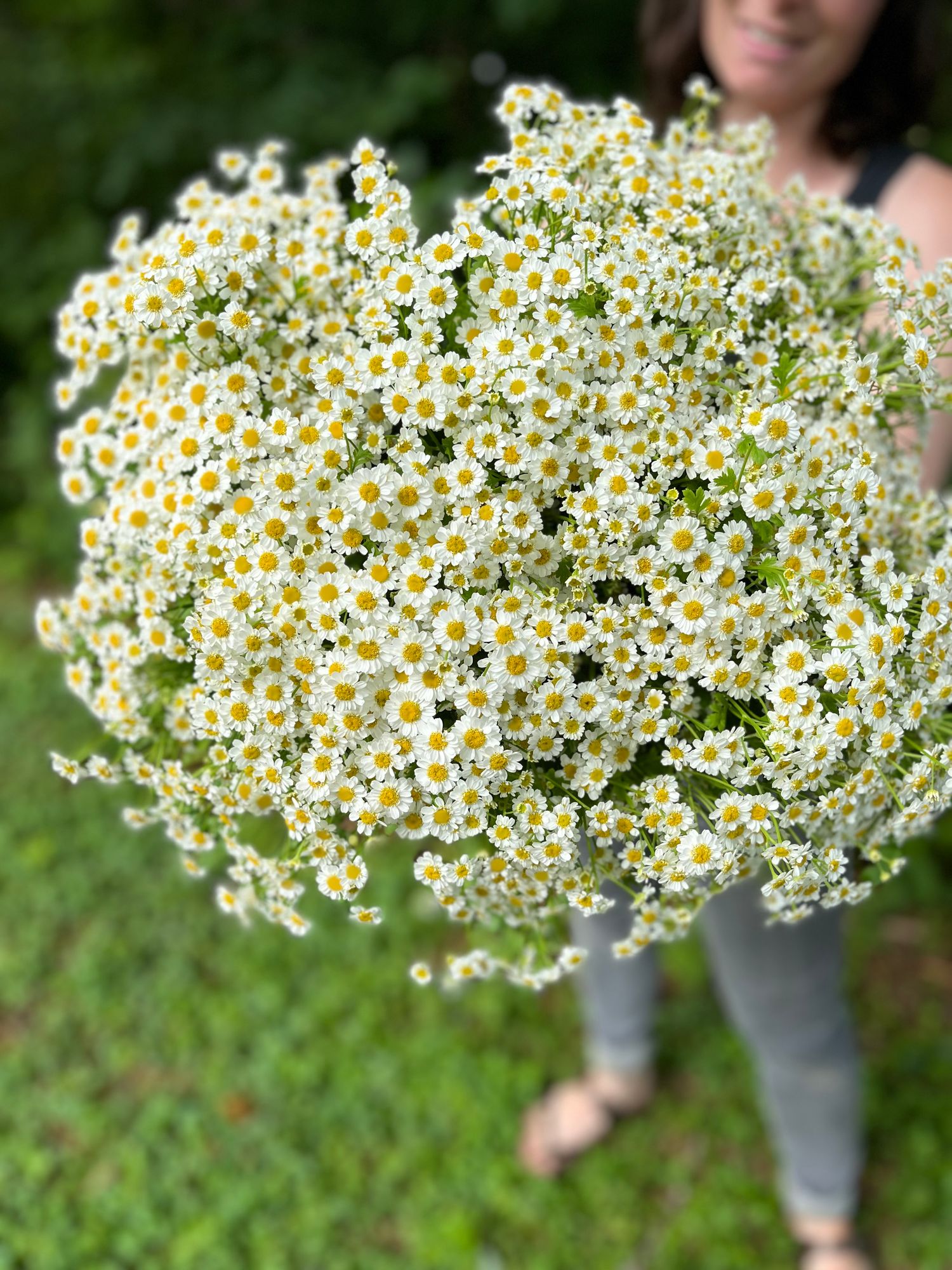TANACETUM parthenium Magic