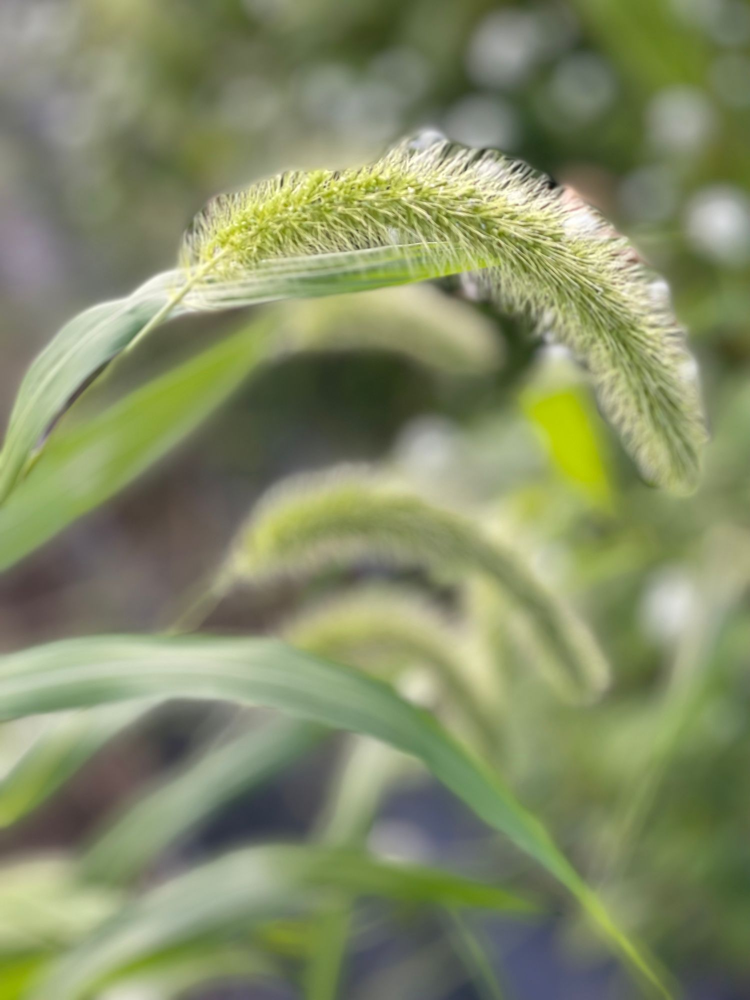 SETARIA viridis