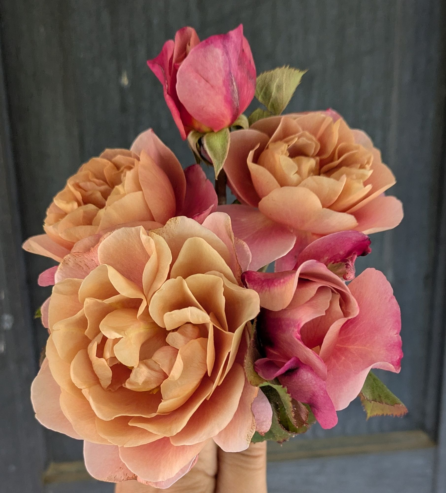 ROSA hybrida Distant Drums