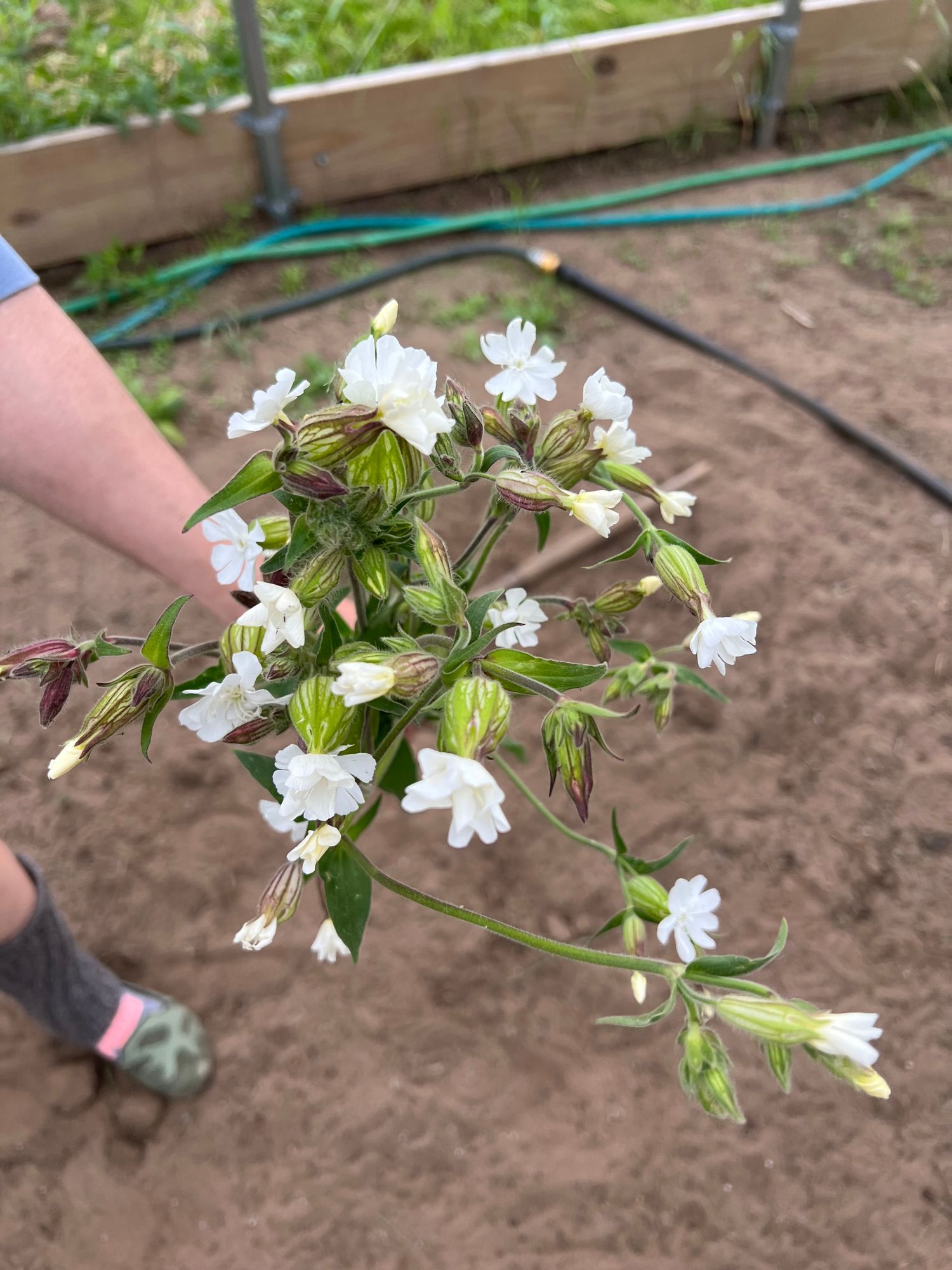 SILENE vulgaris
