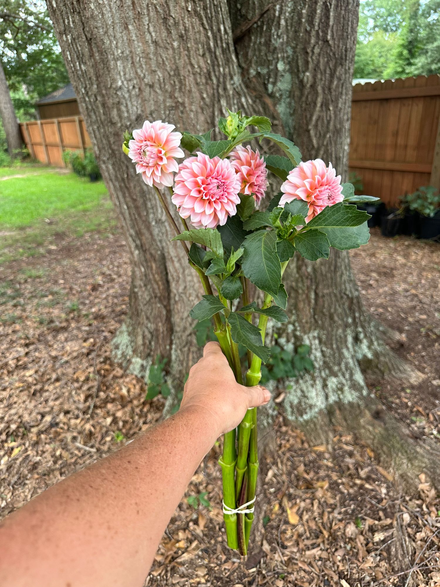 DAHLIA Peaches n Cream