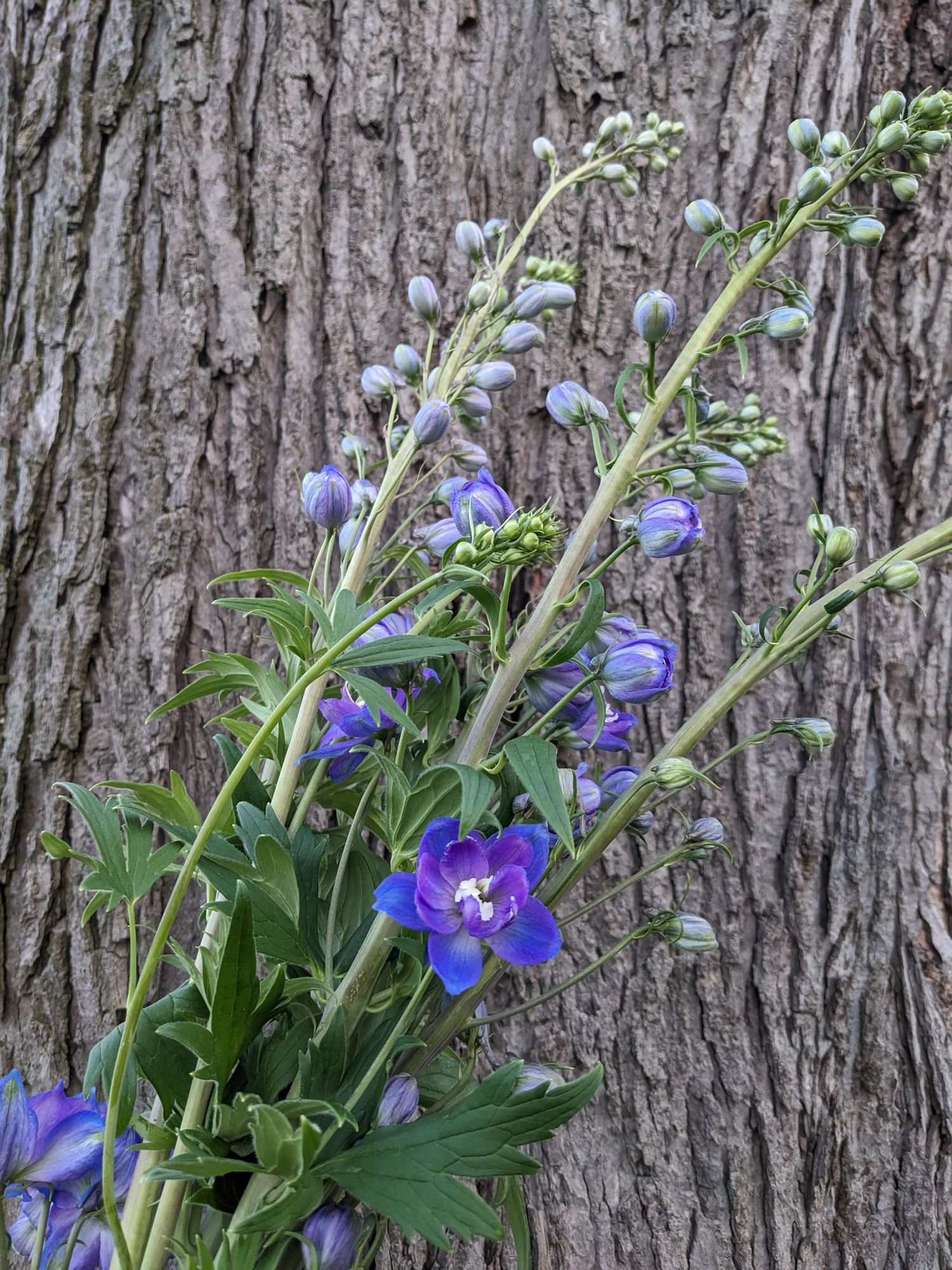 DELPHINIUM elatum Guardian