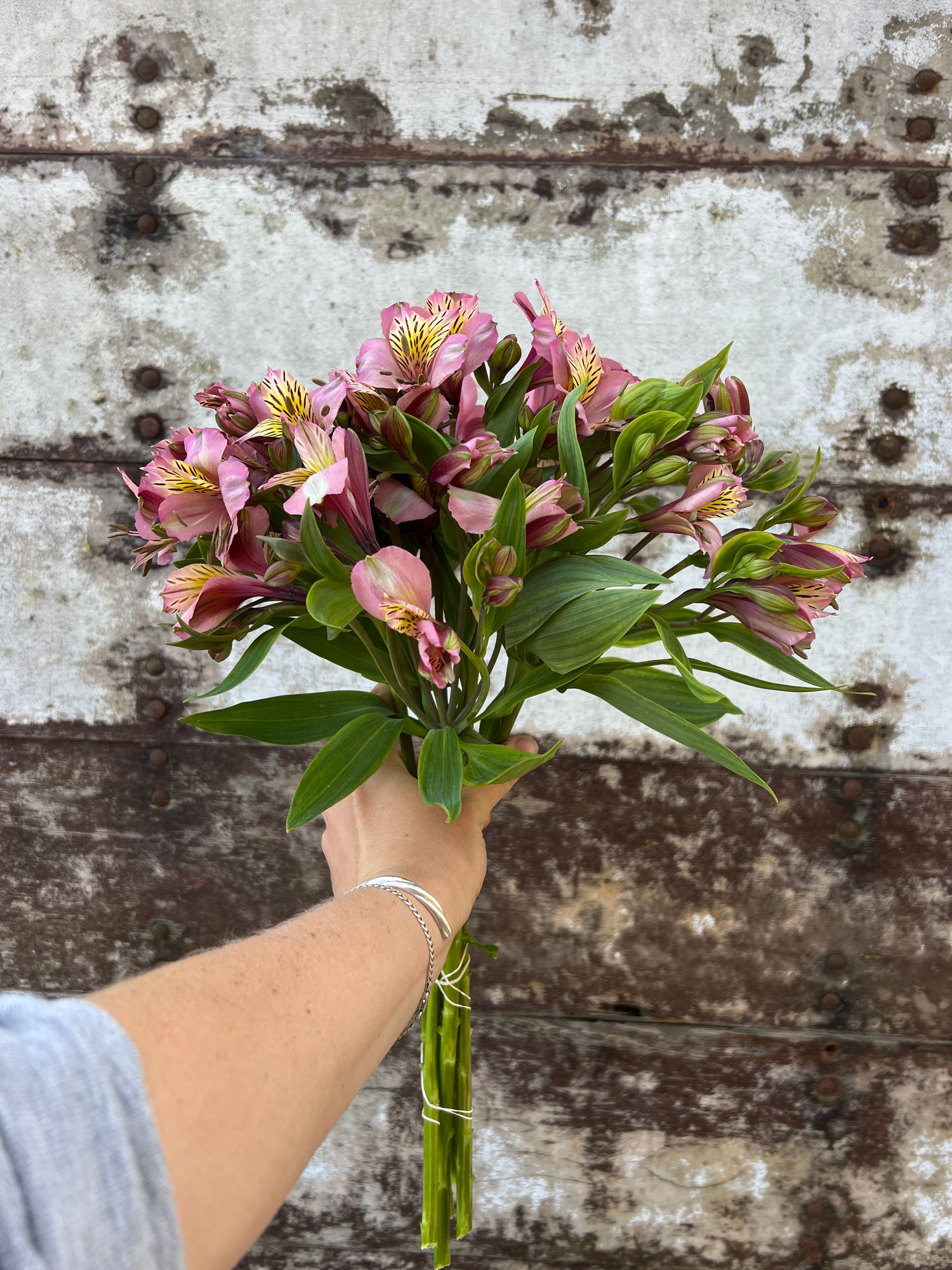 ALSTROEMERIA aurantiaca