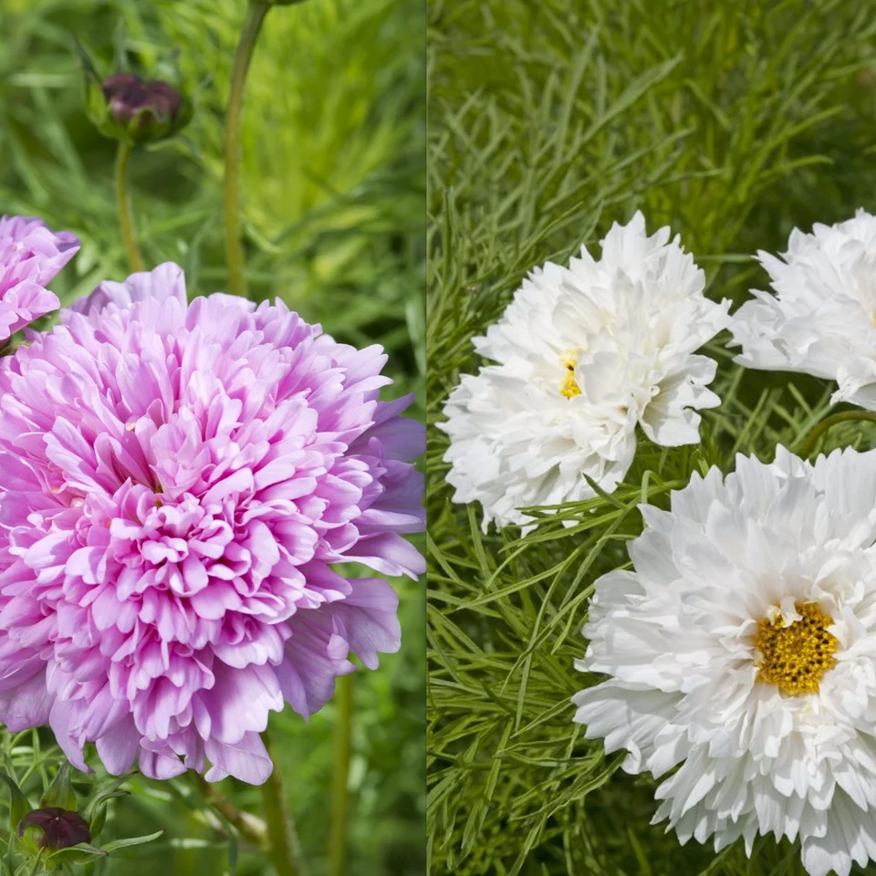 COSMOS bipinnatus