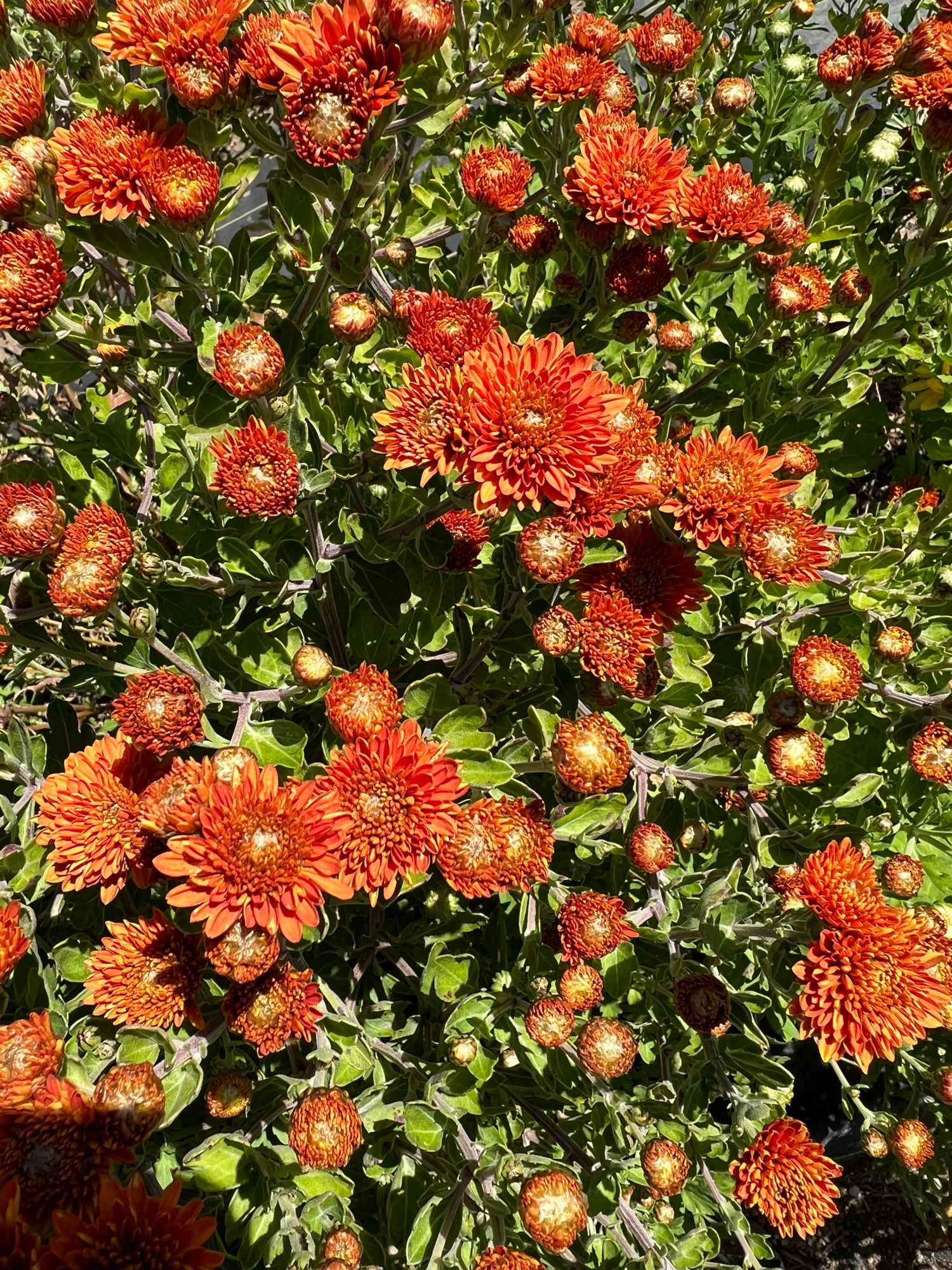 CHRYSANTHEMUM